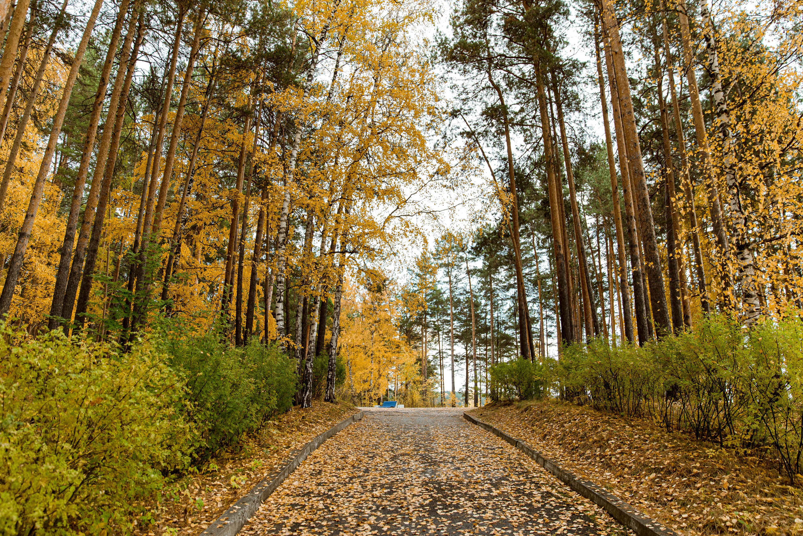 Осень в парке. Семейный и детский фотограф в Железногорске Саламахо Ольга