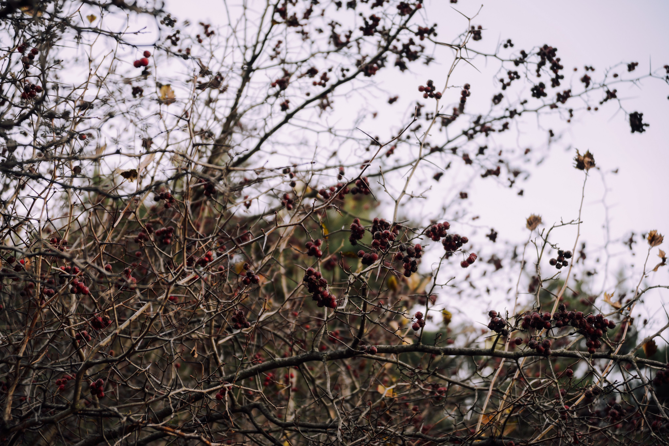 Autumn berries natural botanical background