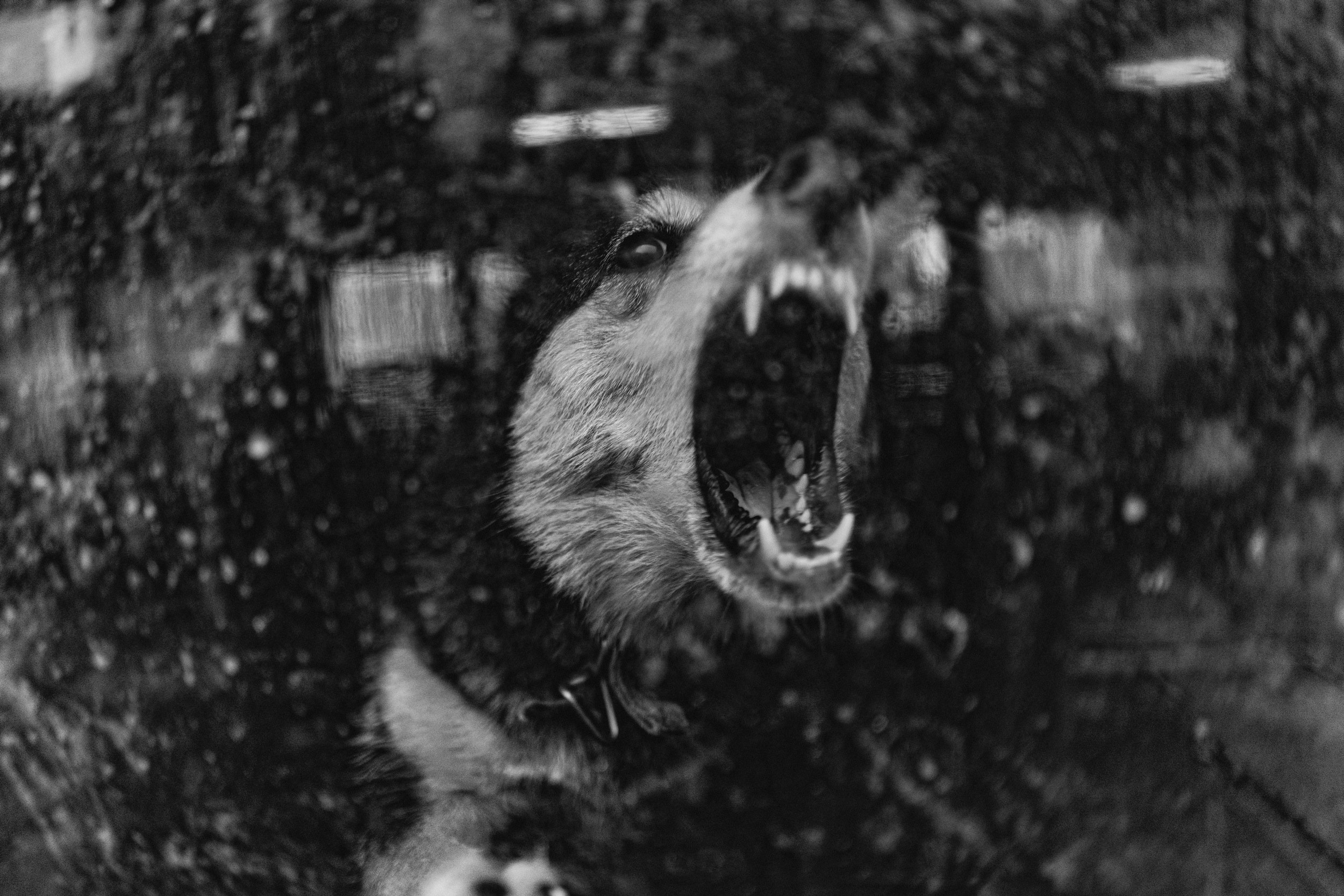 Собаки. Wordlessly
