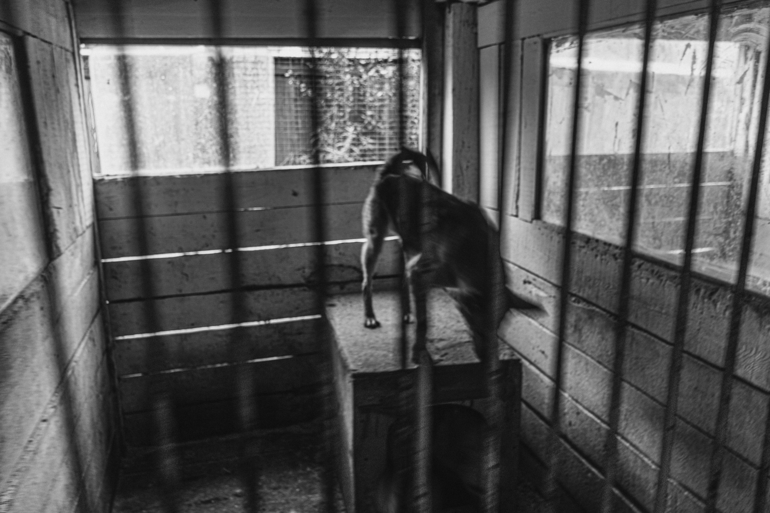 Собаки. Wordlessly