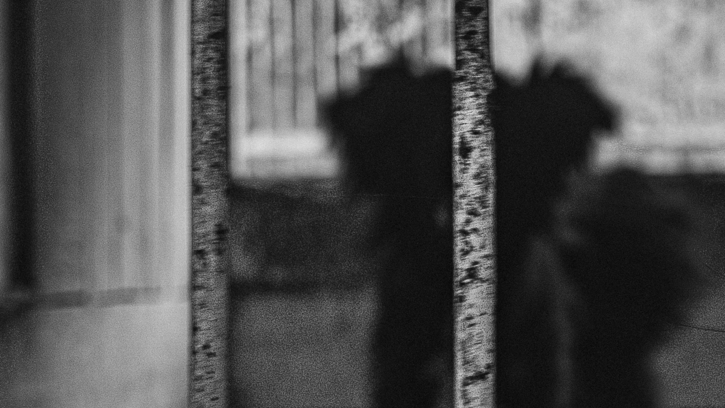 Собаки. Wordlessly
