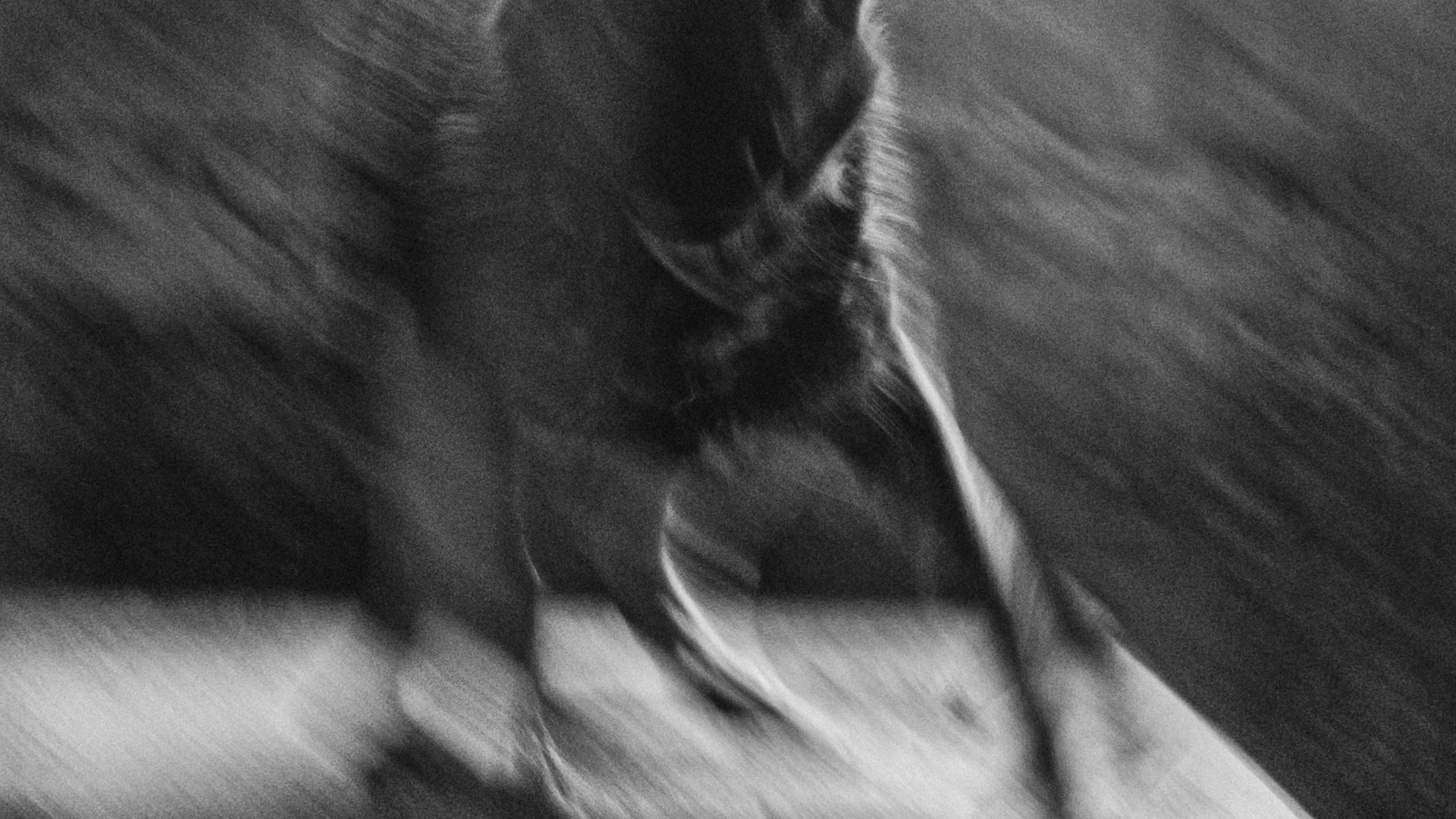Собаки. Wordlessly