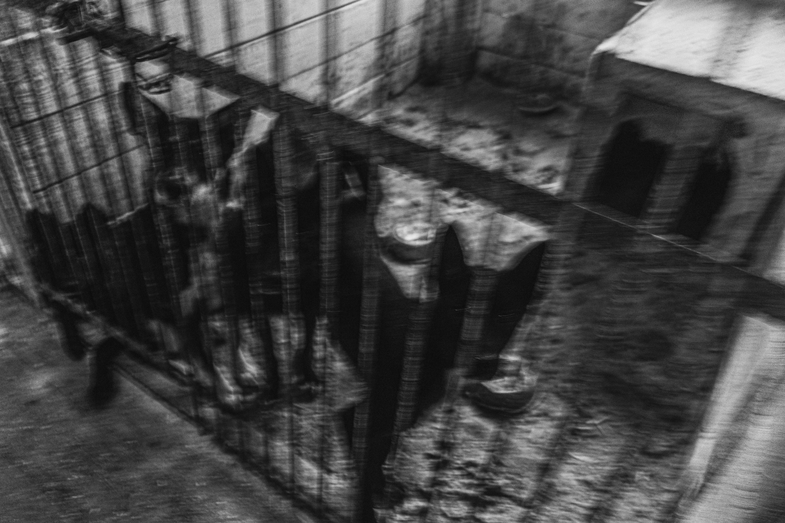 Собаки. Wordlessly