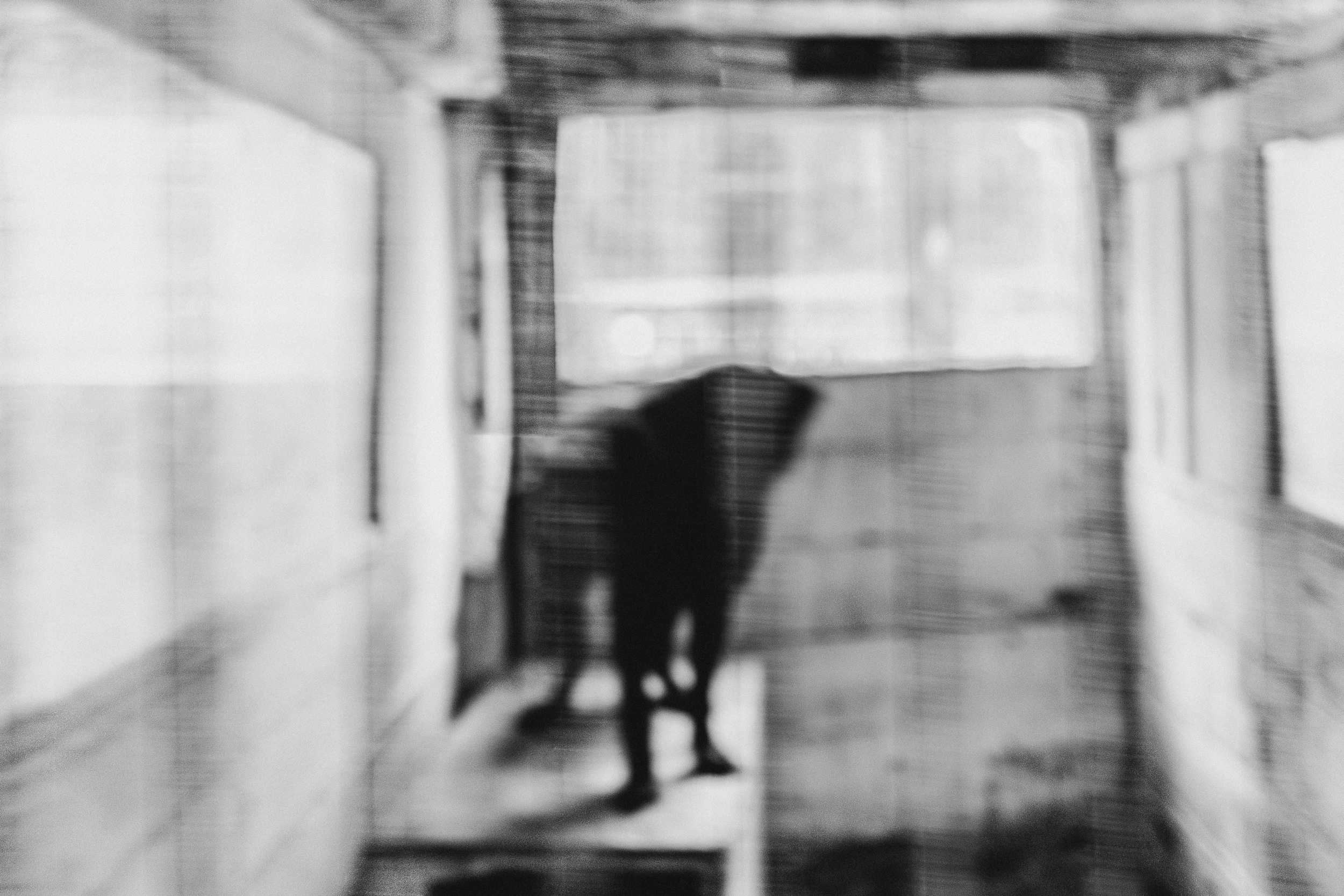 Собаки. Wordlessly
