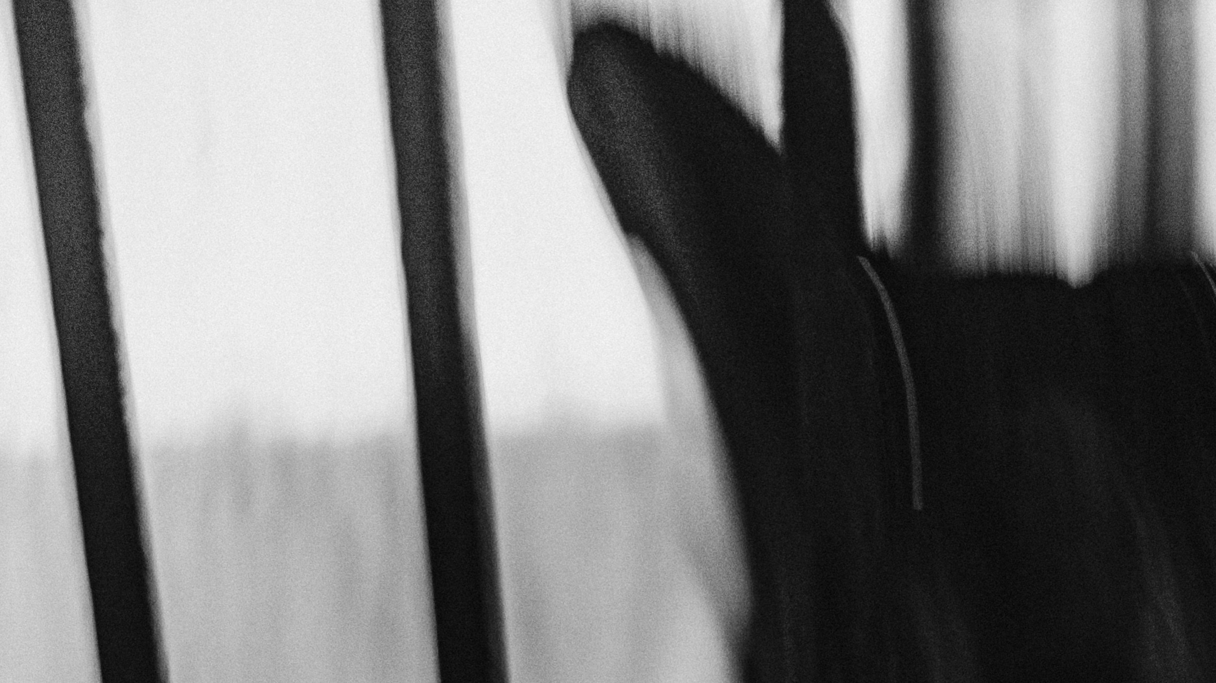 Собаки. Wordlessly