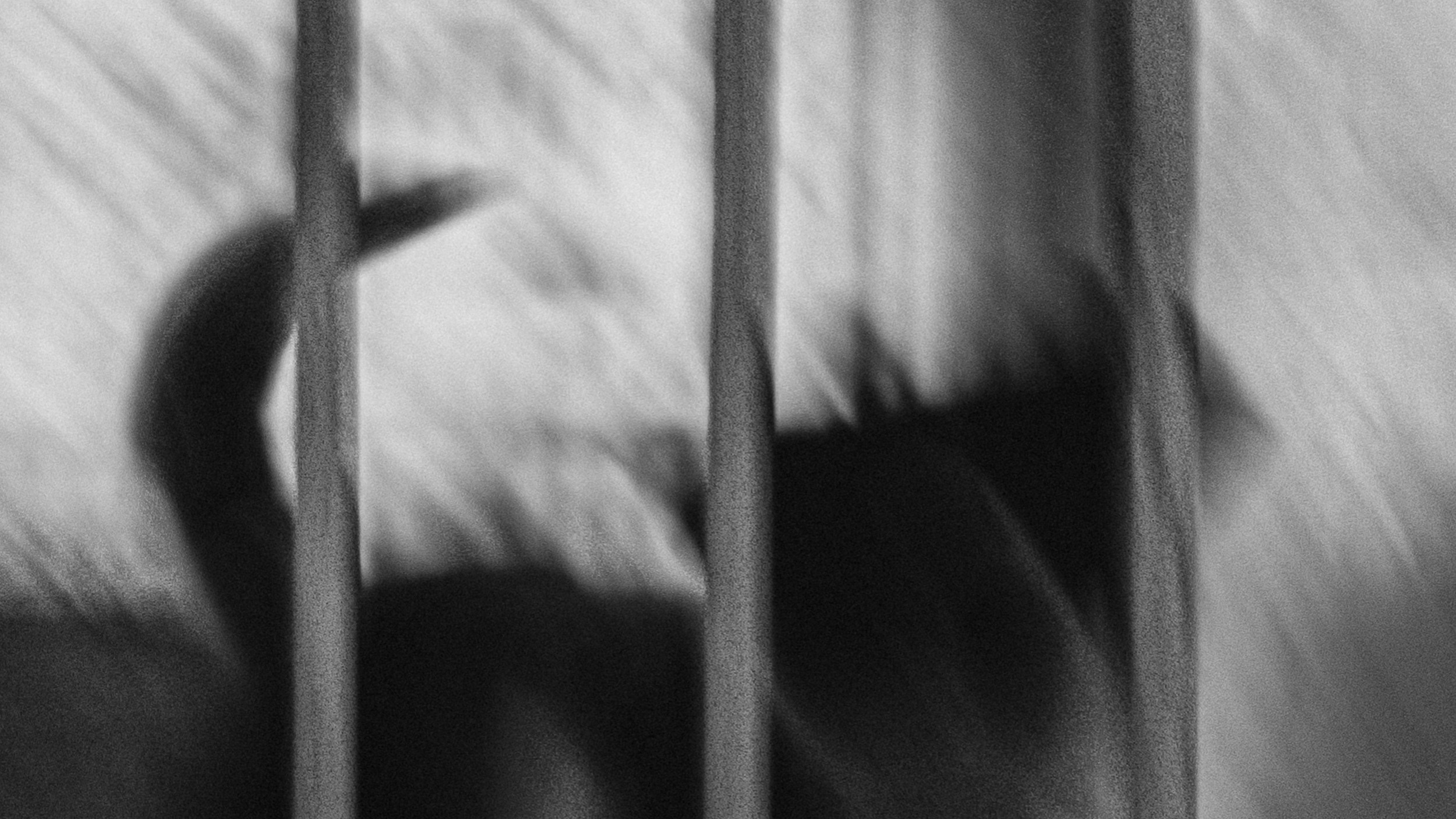 Собаки. Wordlessly