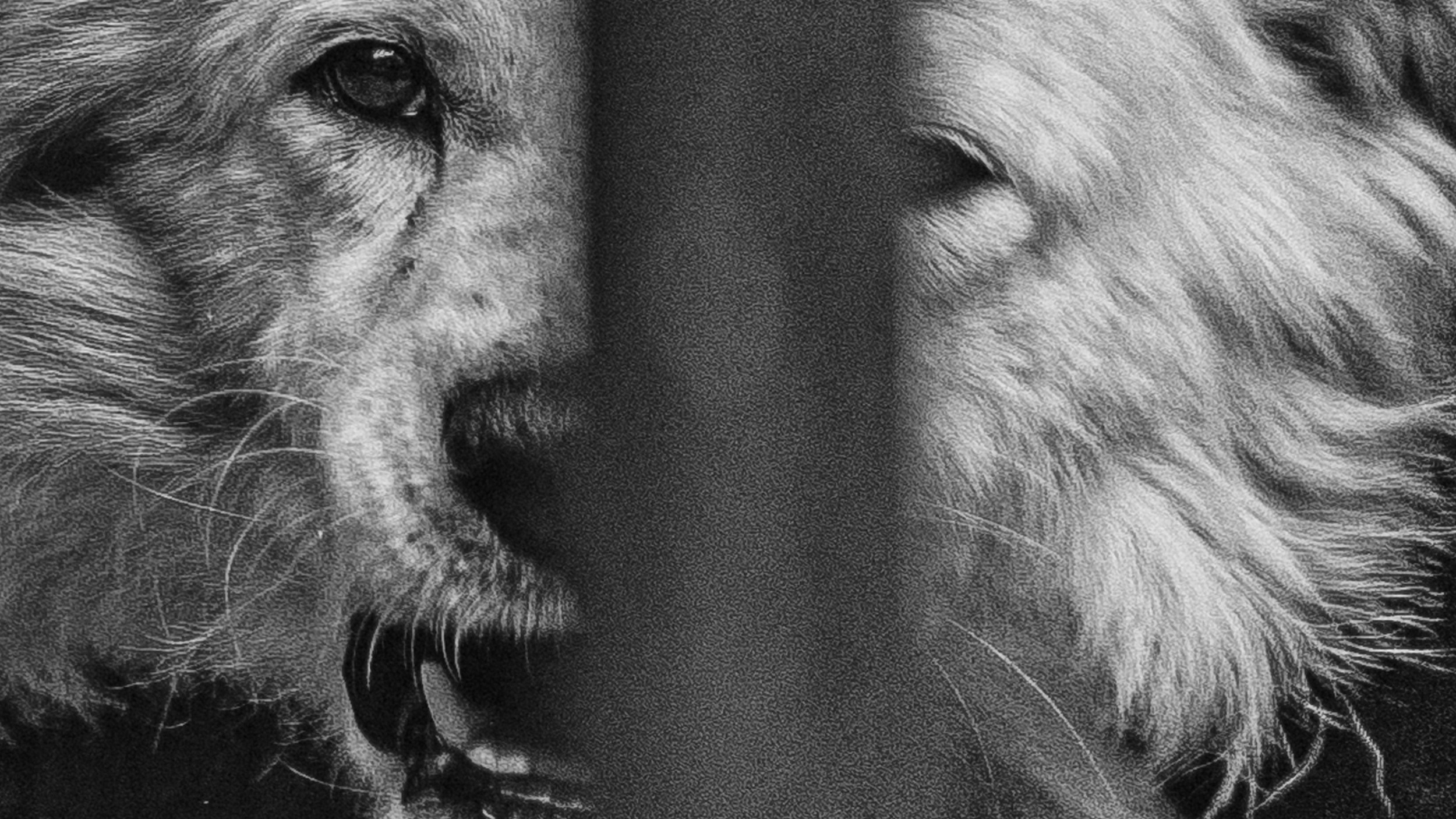 Собаки. Wordlessly