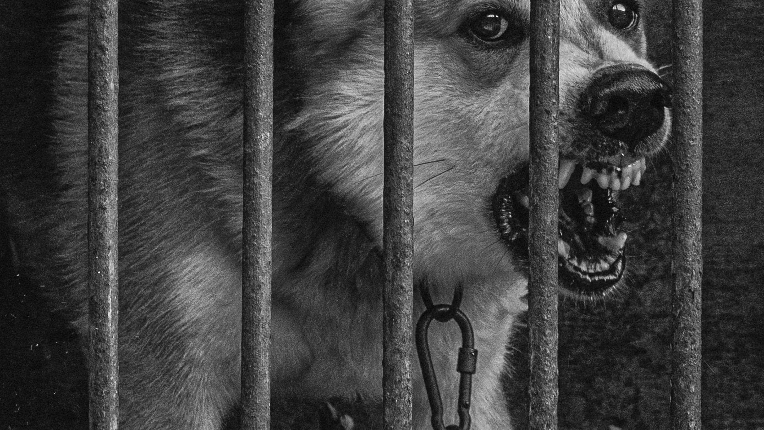 Собаки. Wordlessly