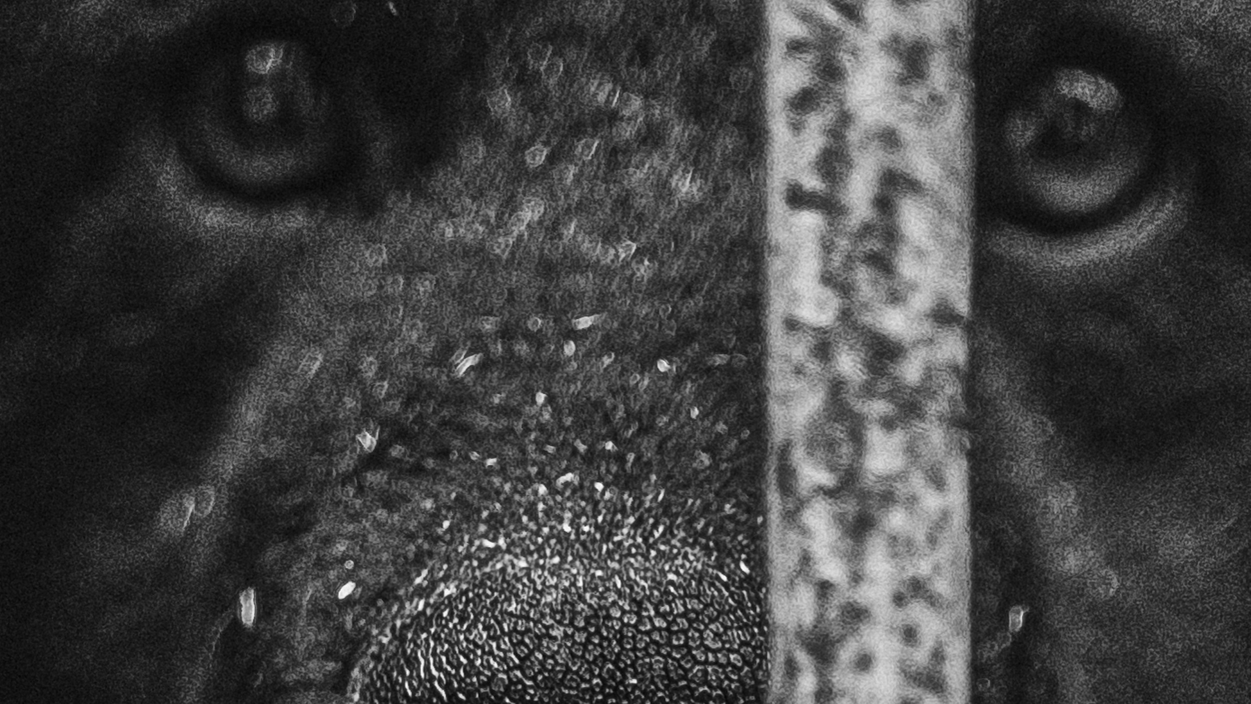 Собаки. Wordlessly