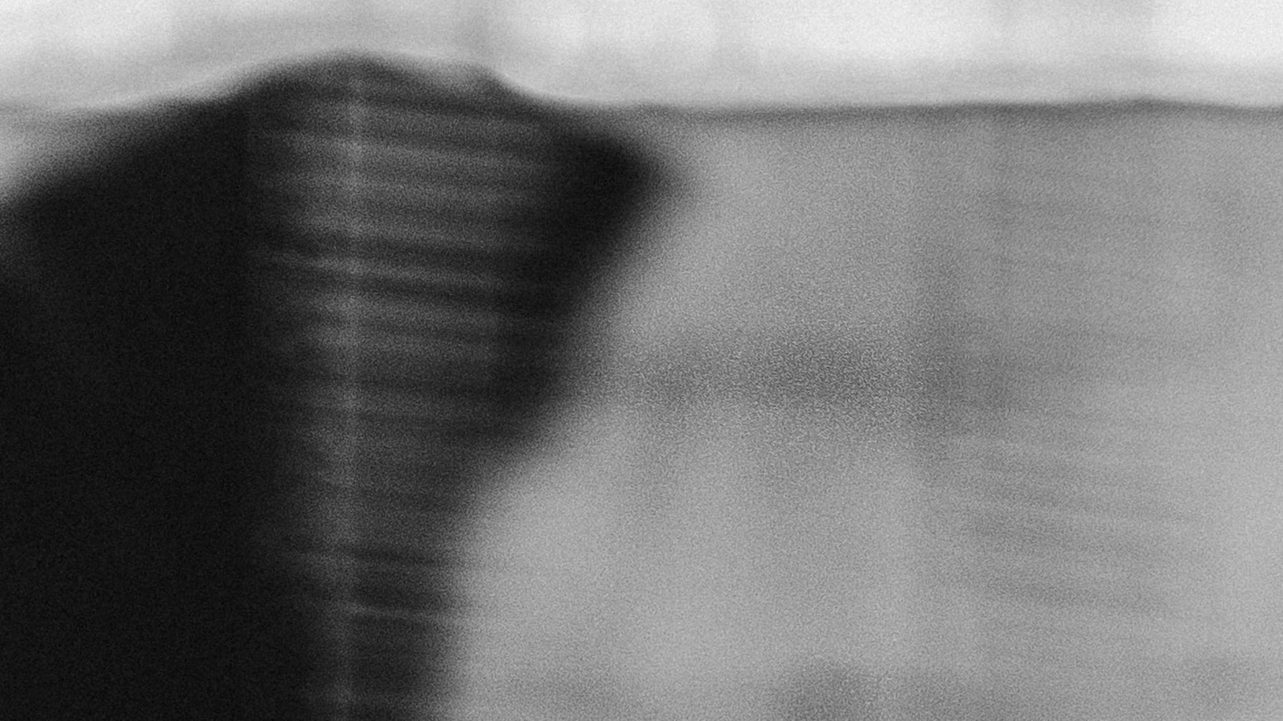 Собаки. Wordlessly