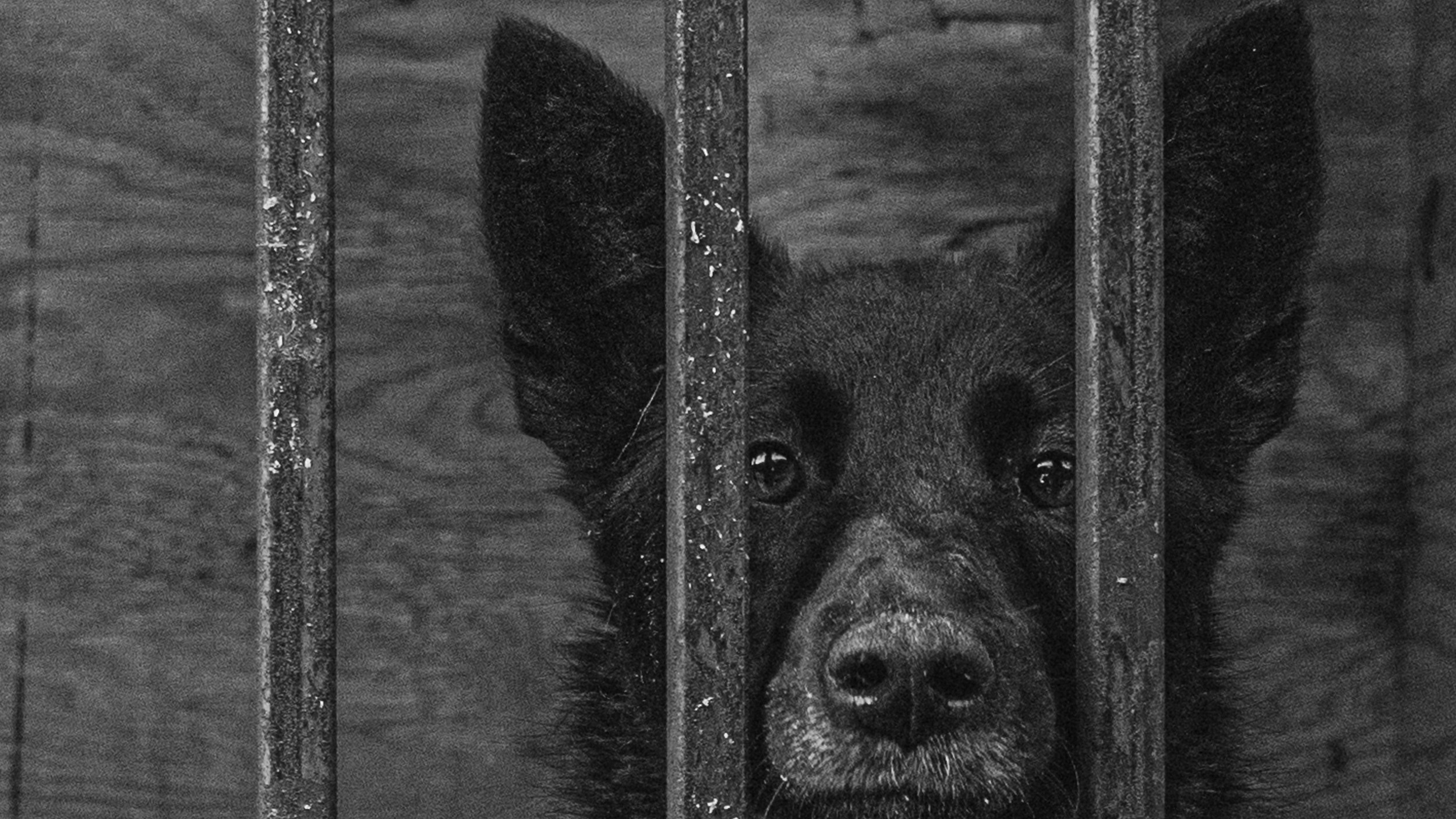 Собаки. Wordlessly