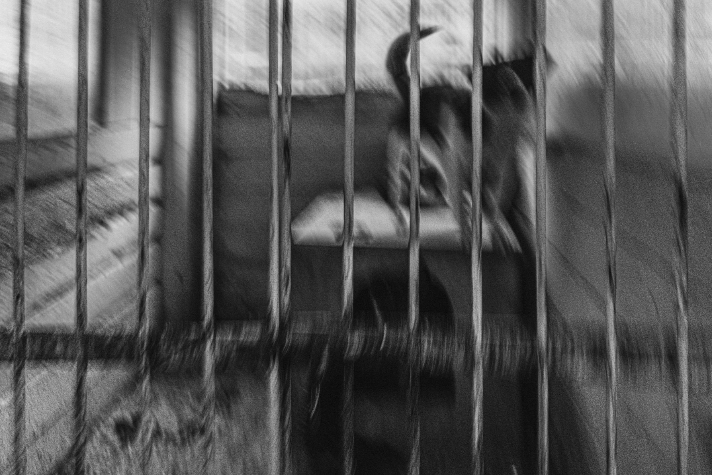 Собаки. Wordlessly