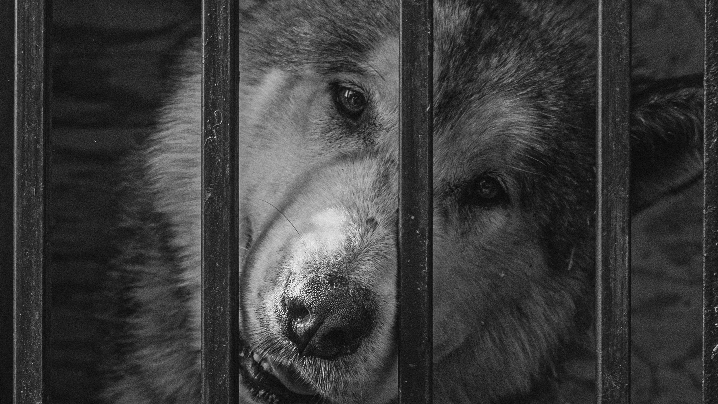 Собаки. Wordlessly