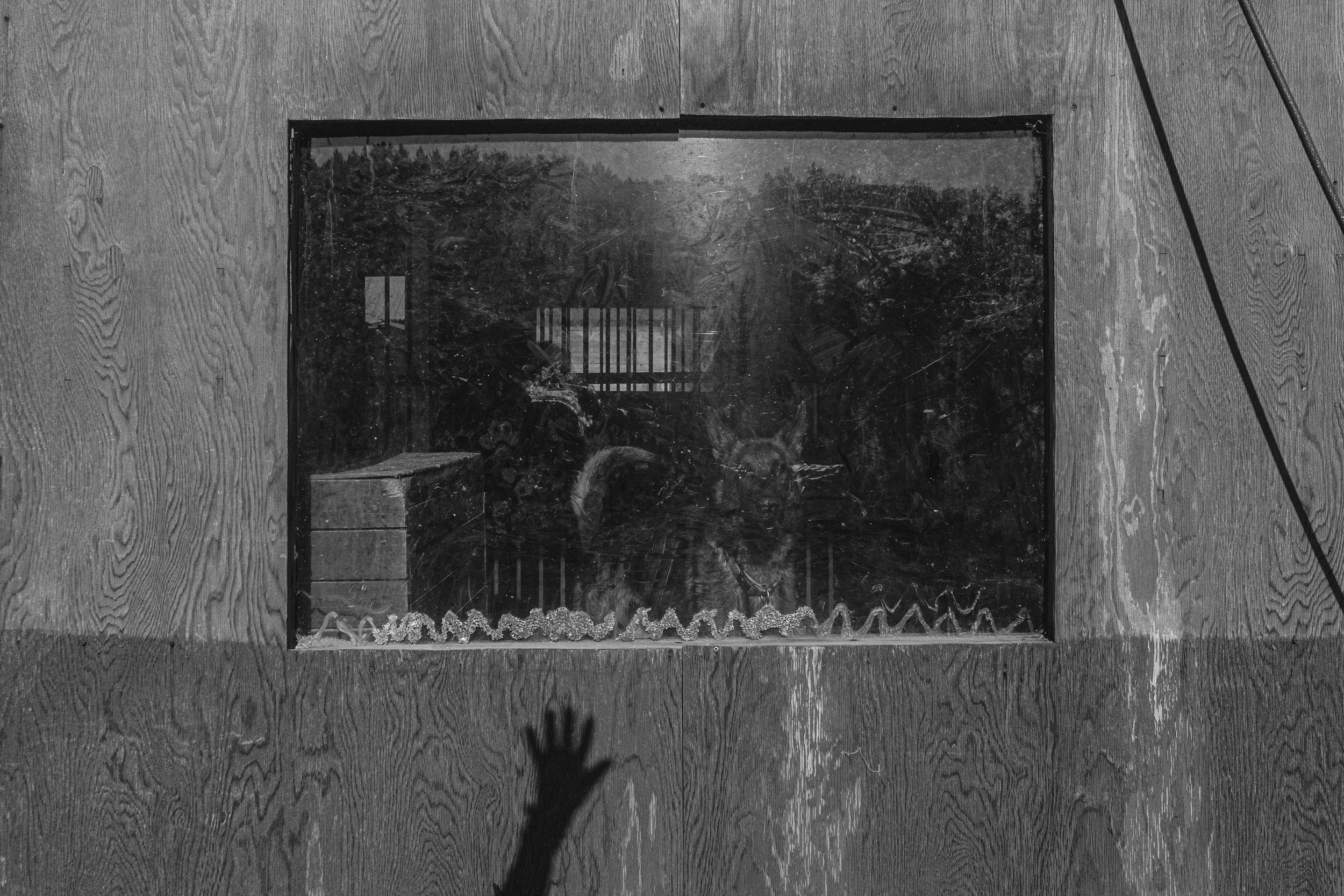 Собаки. Wordlessly