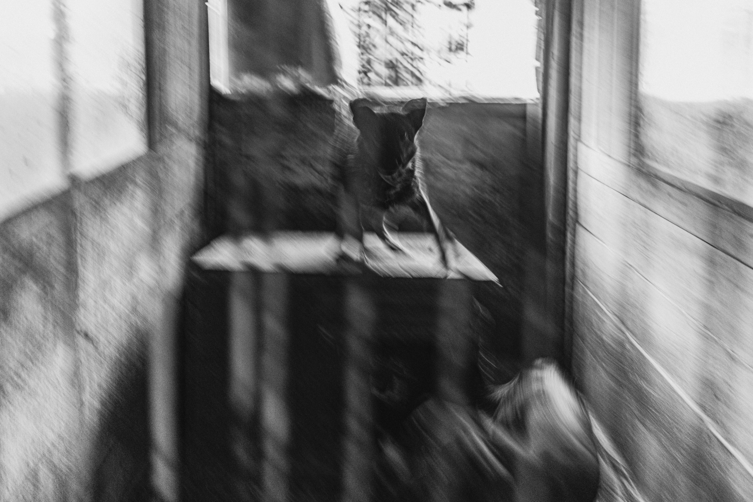 Собаки. Wordlessly