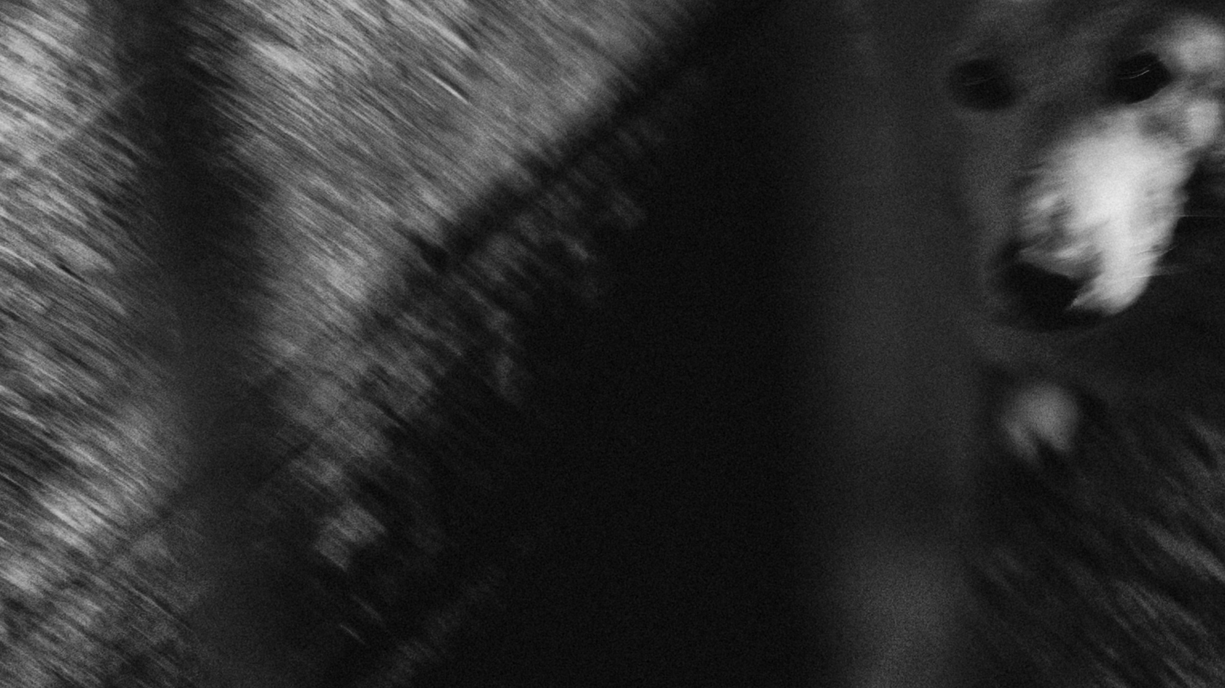 Собаки. Wordlessly