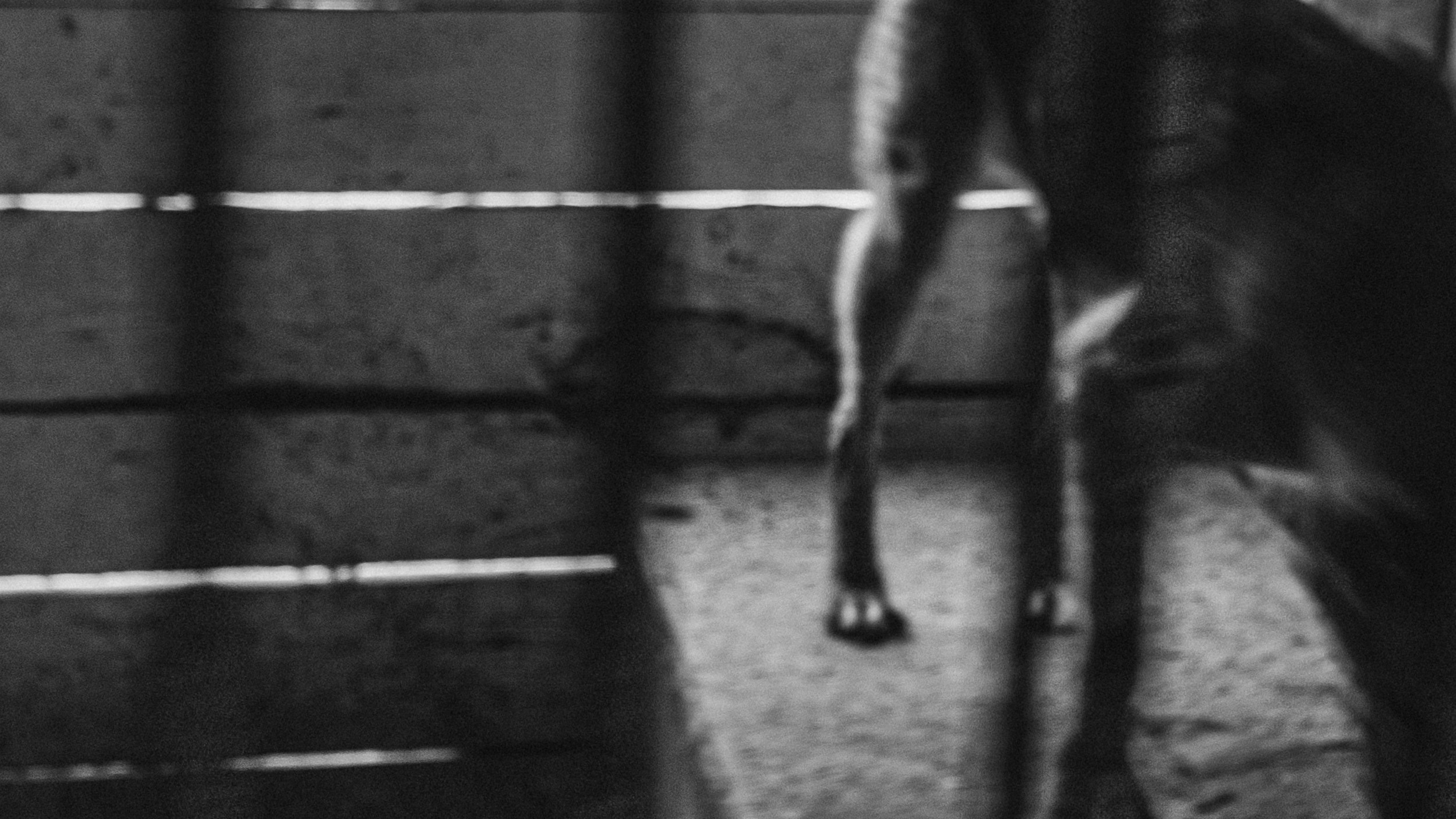 Собаки. Wordlessly