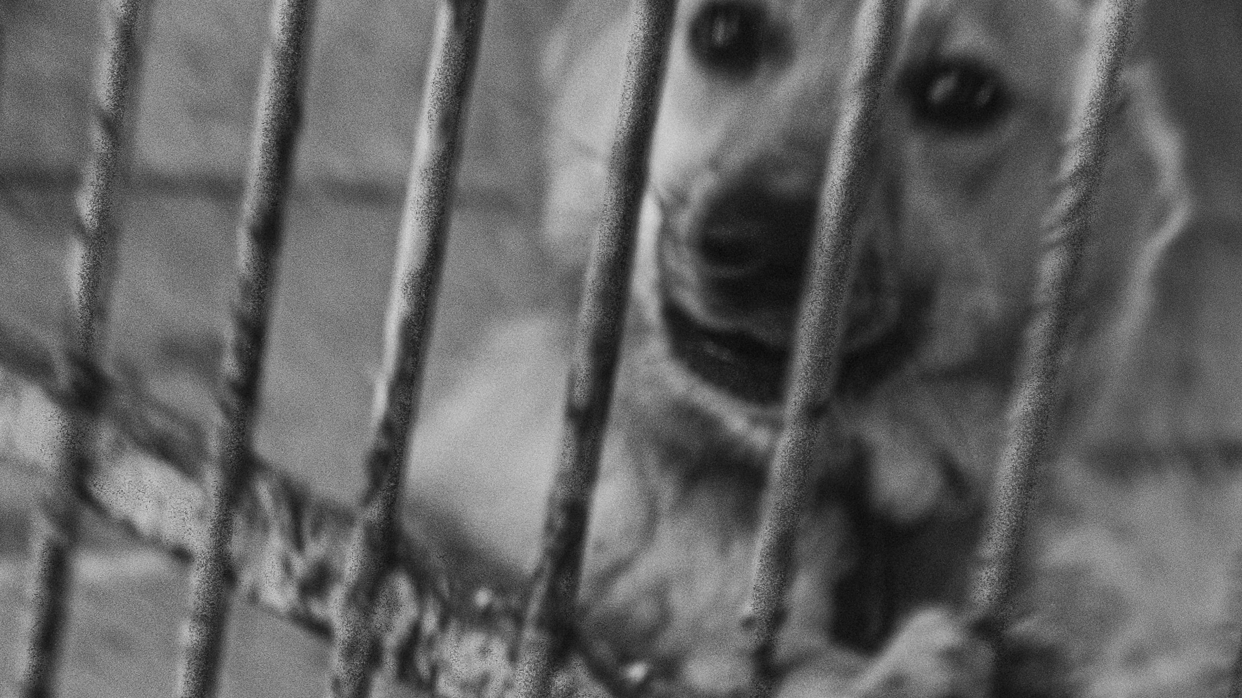 Собаки. Wordlessly