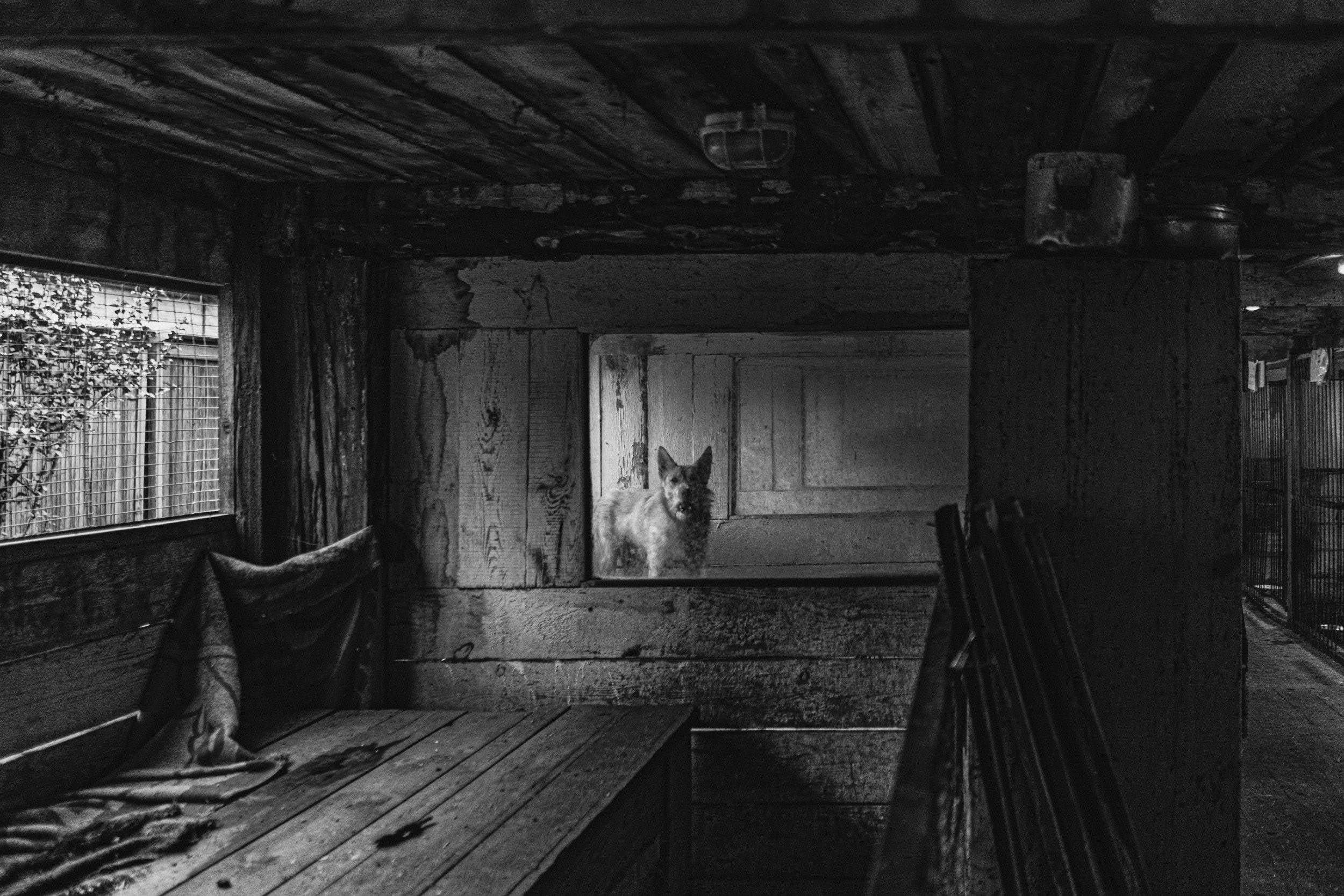 Собаки. Wordlessly
