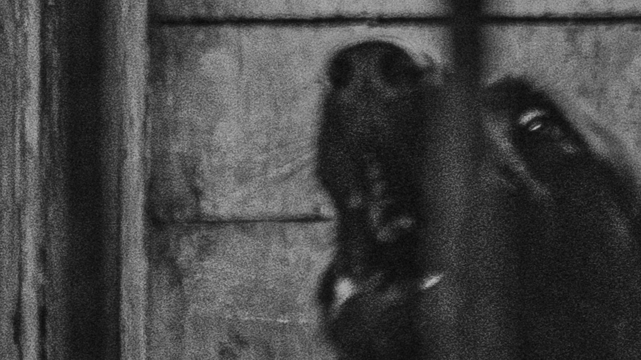 Собаки. Wordlessly