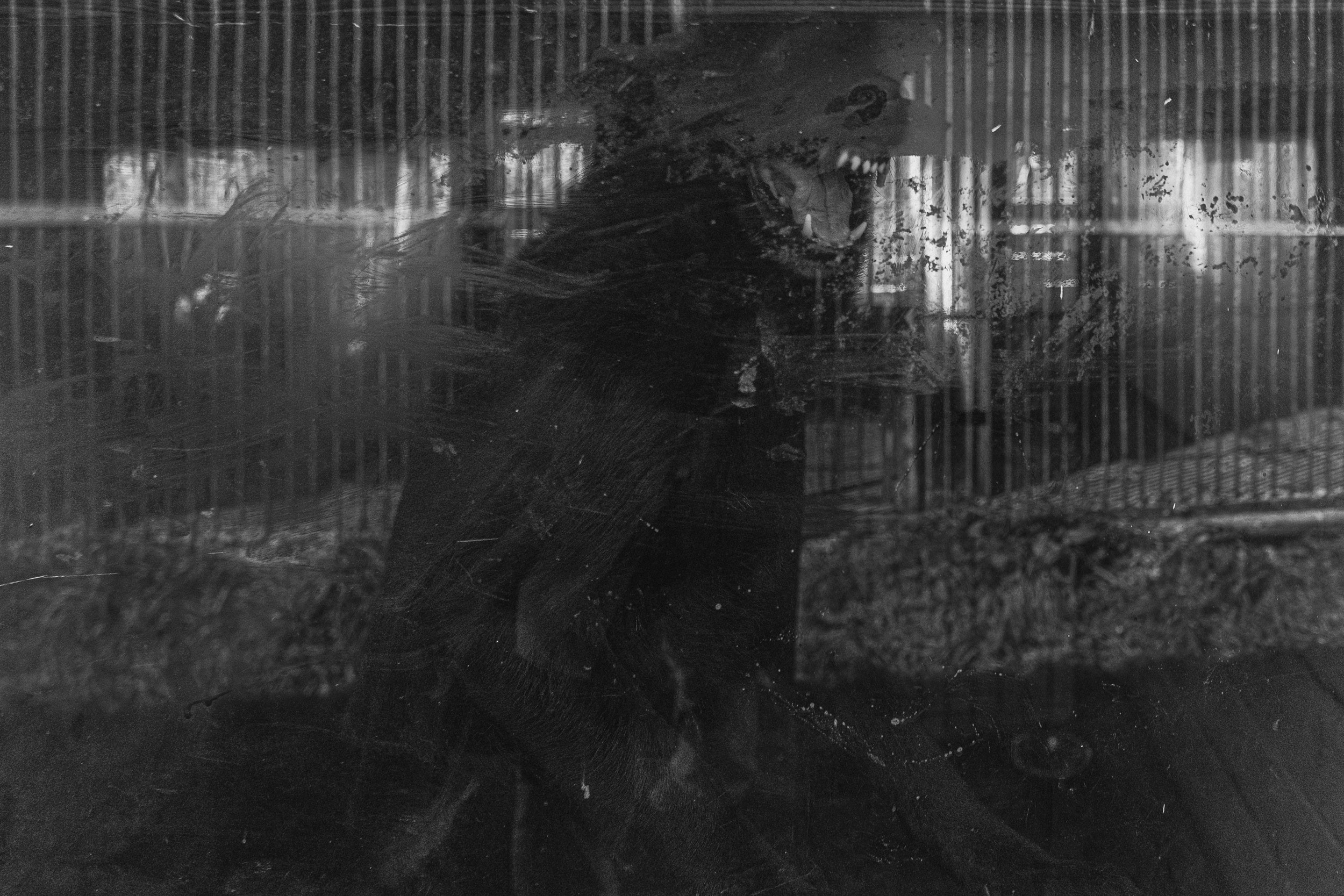 Собаки. Wordlessly