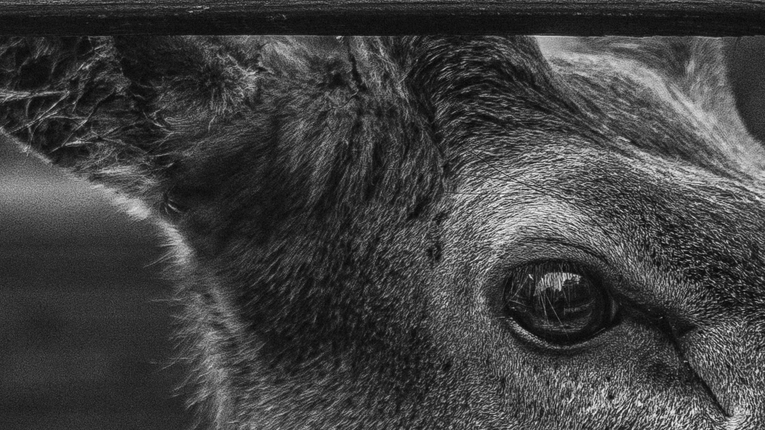 Собаки. Wordlessly