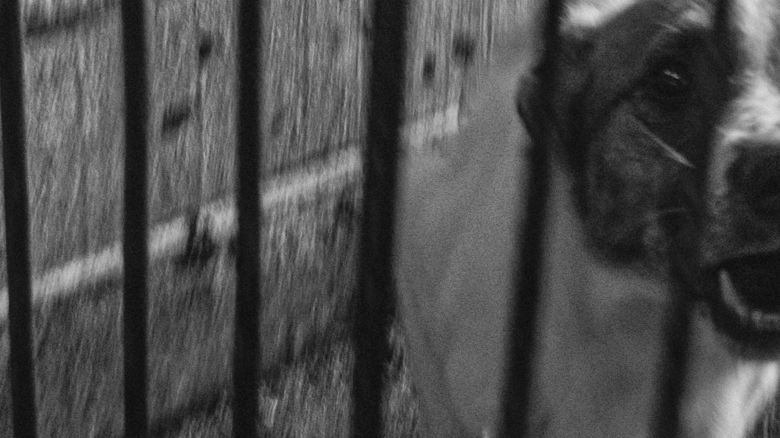 Собаки. Wordlessly