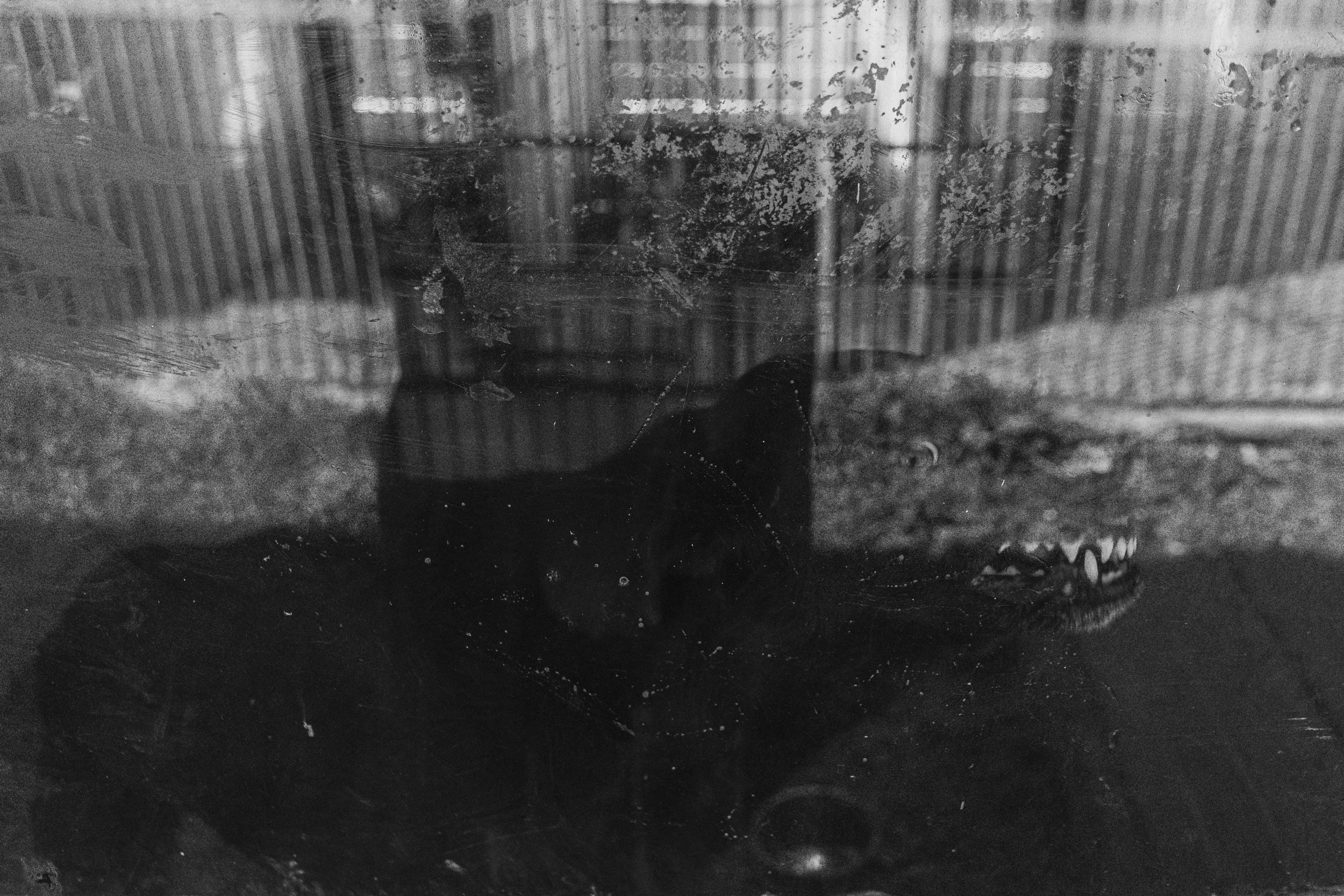 Собаки. Wordlessly
