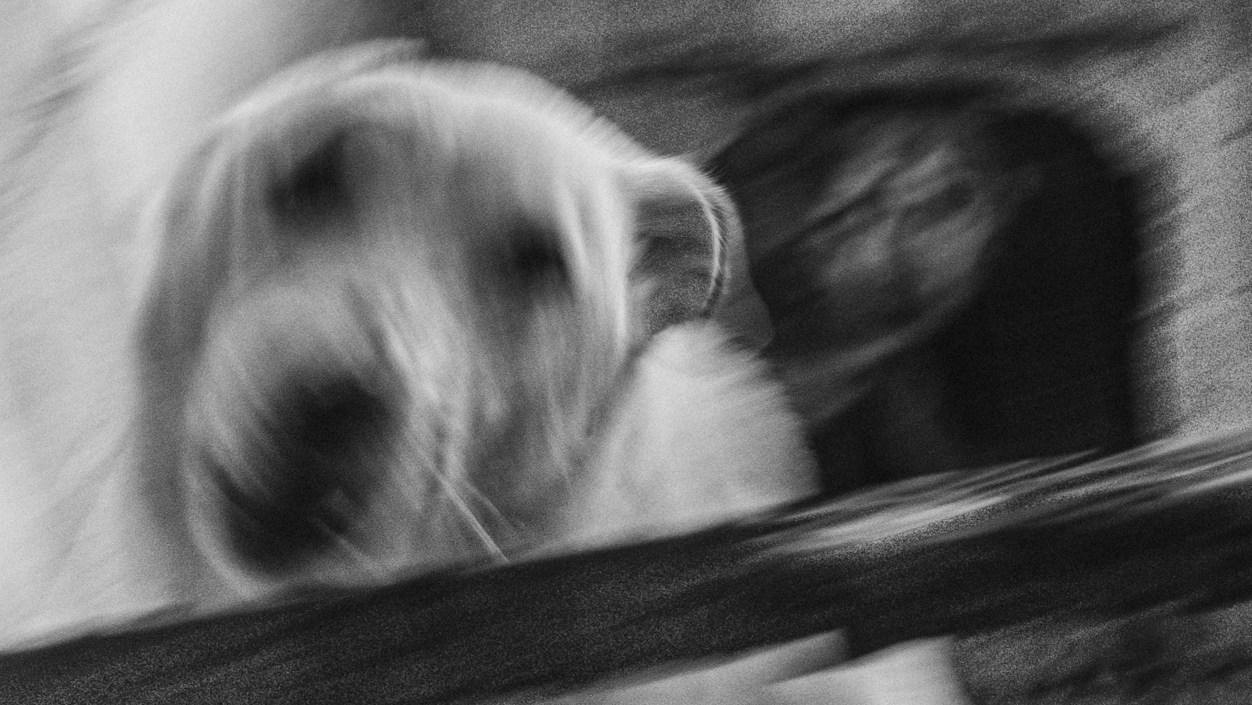 Собаки. Wordlessly