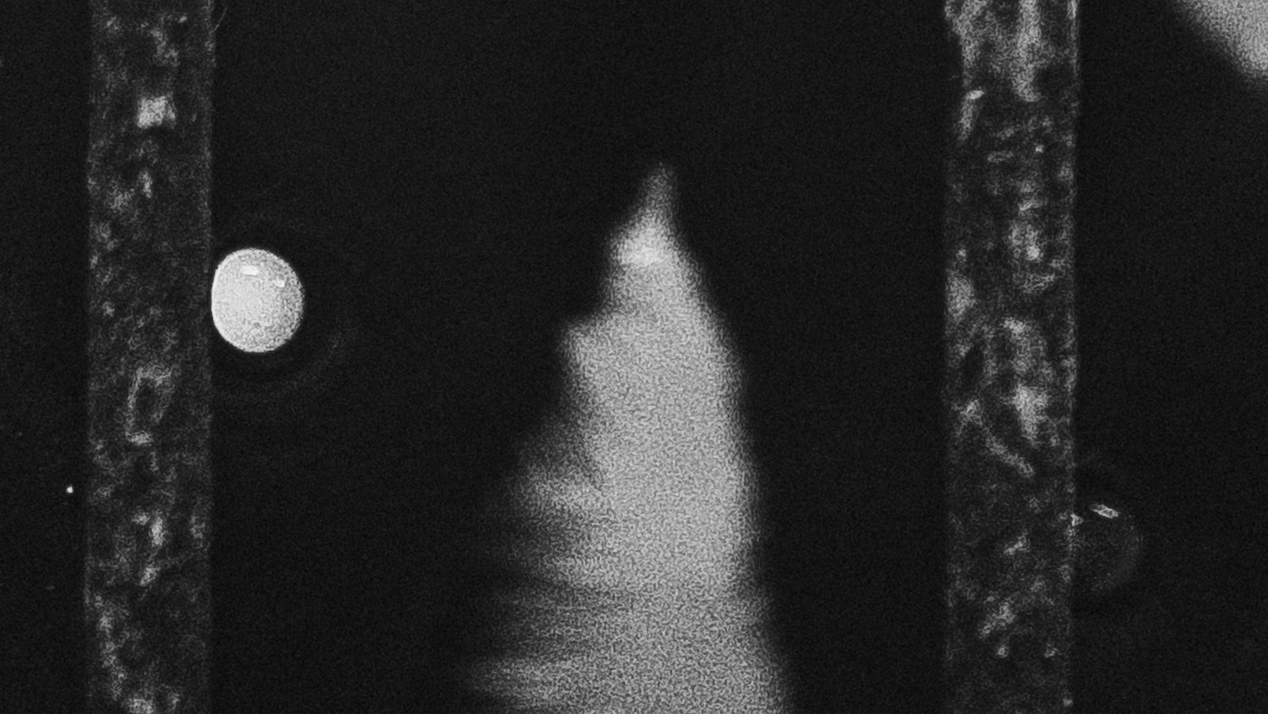 Собаки. Wordlessly