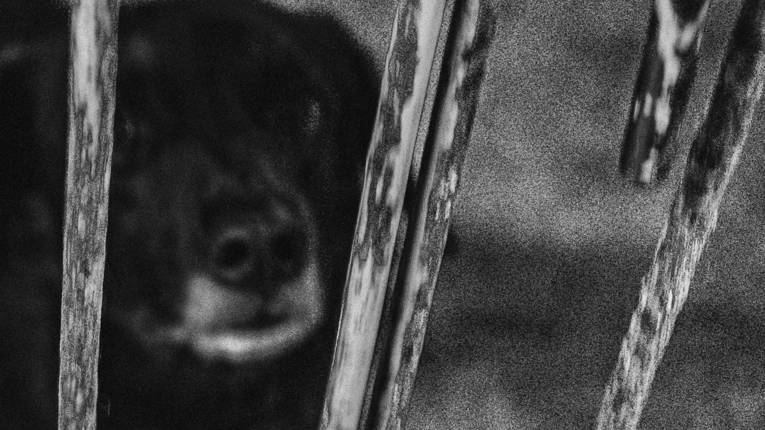 Собаки. Wordlessly