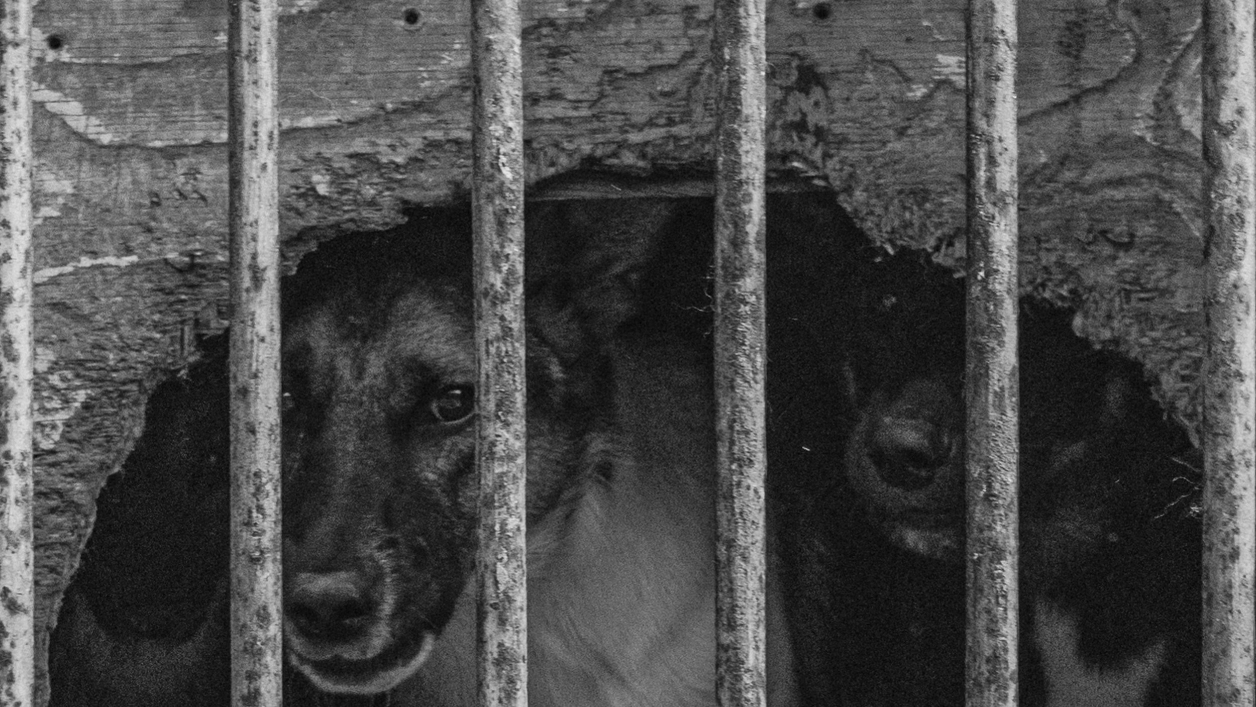 Собаки. Wordlessly