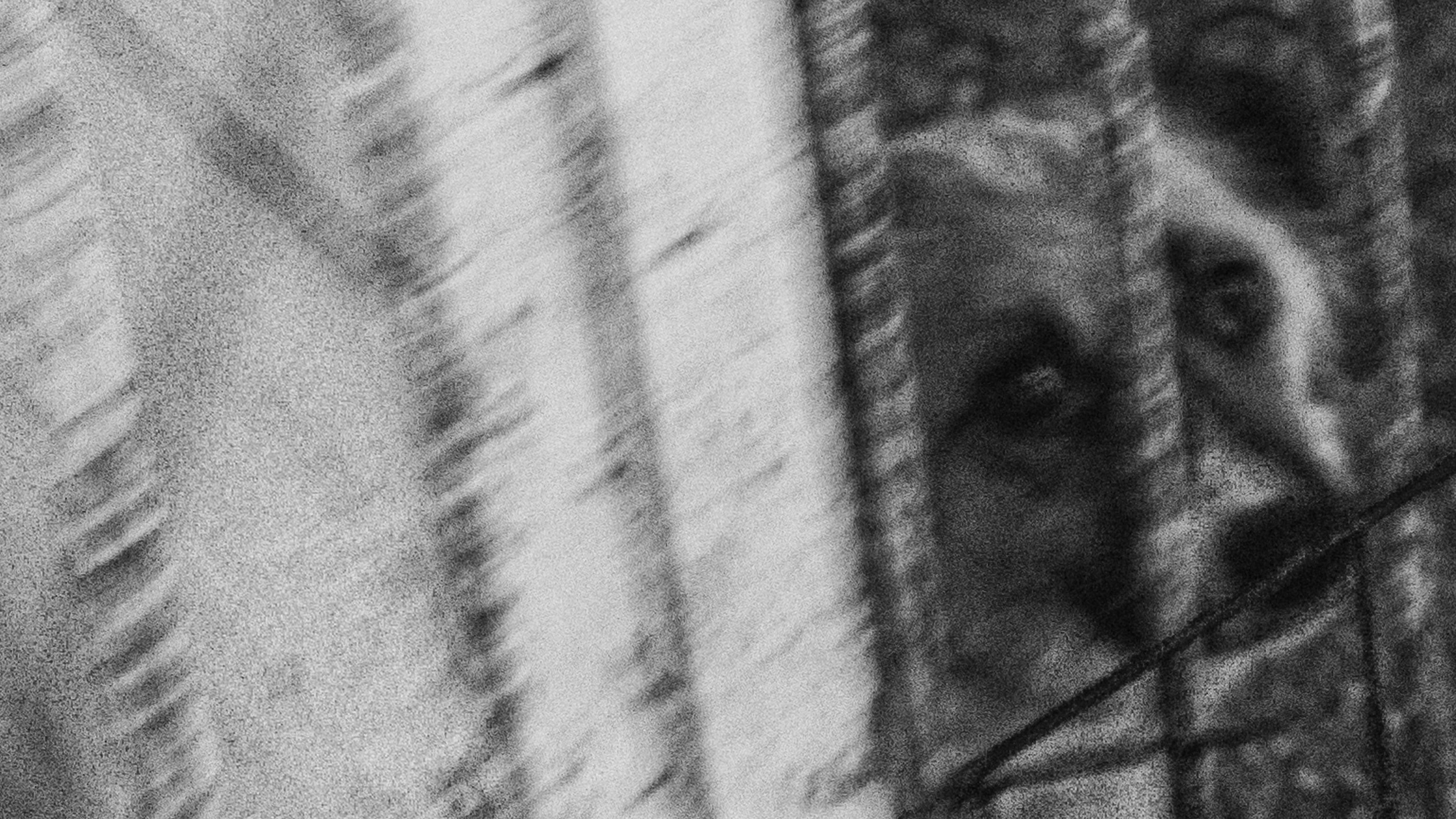 Собаки. Wordlessly