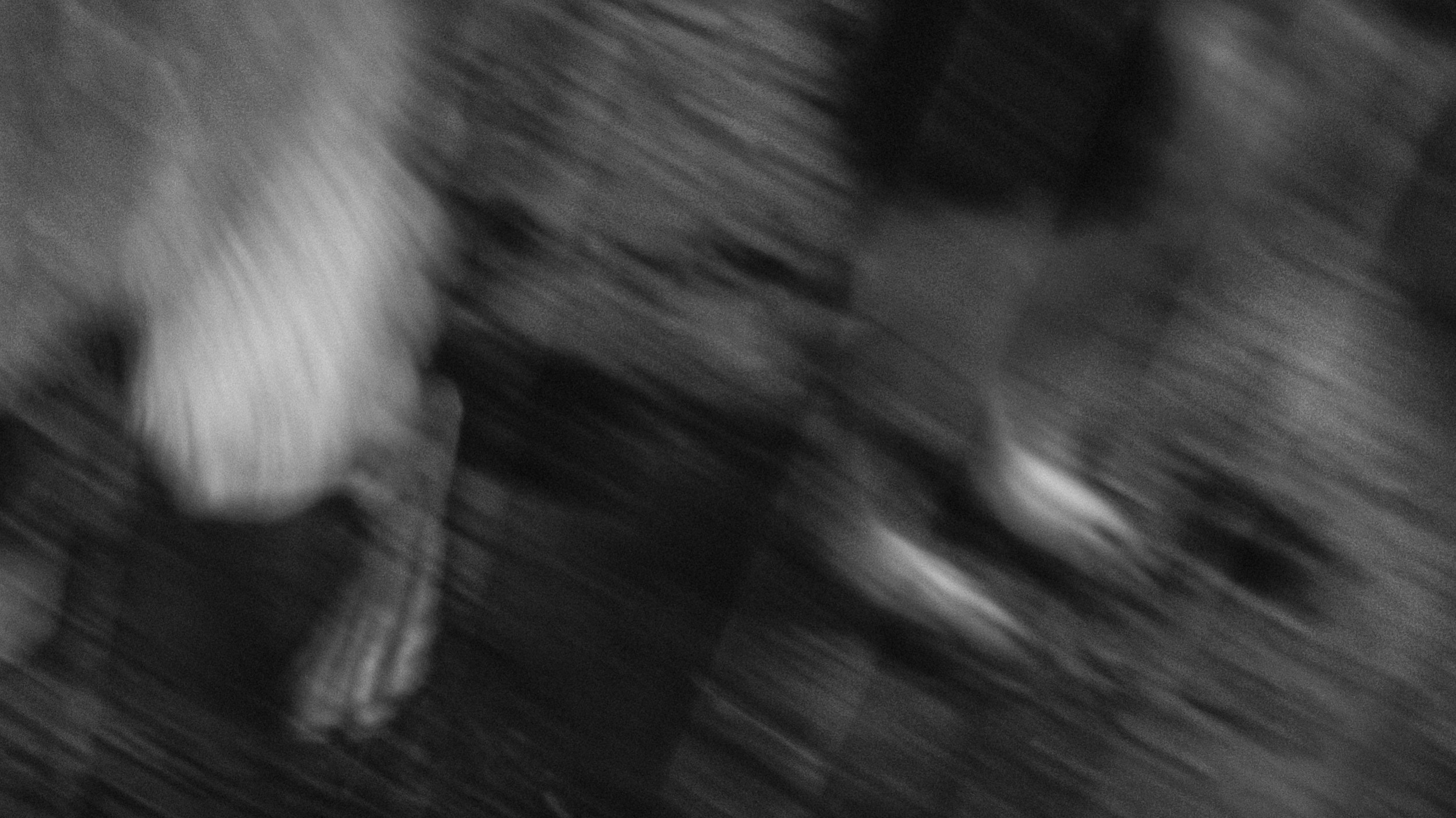 Собаки. Wordlessly