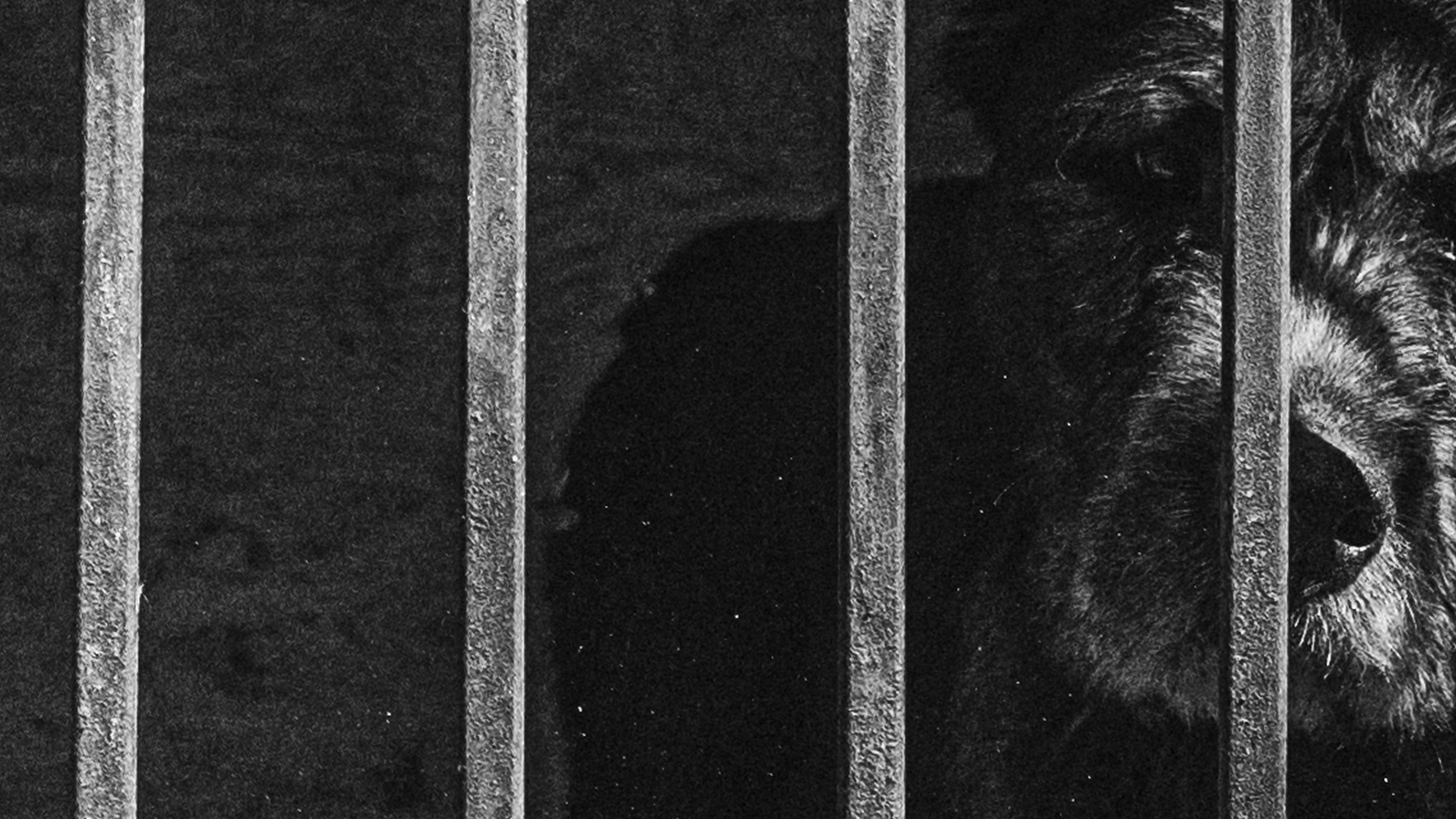Собаки. Wordlessly