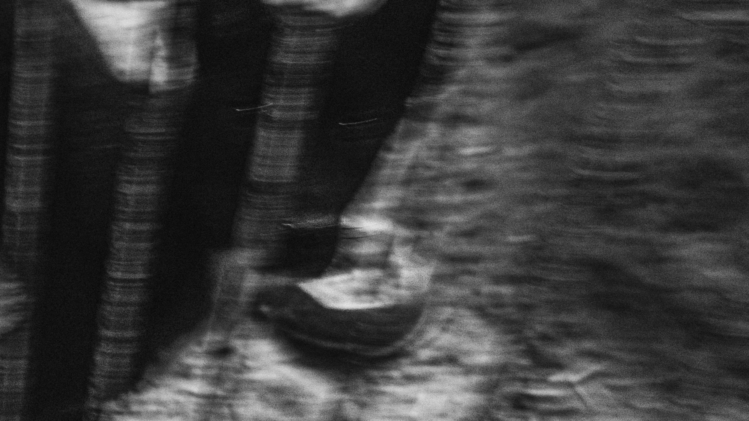 Собаки. Wordlessly