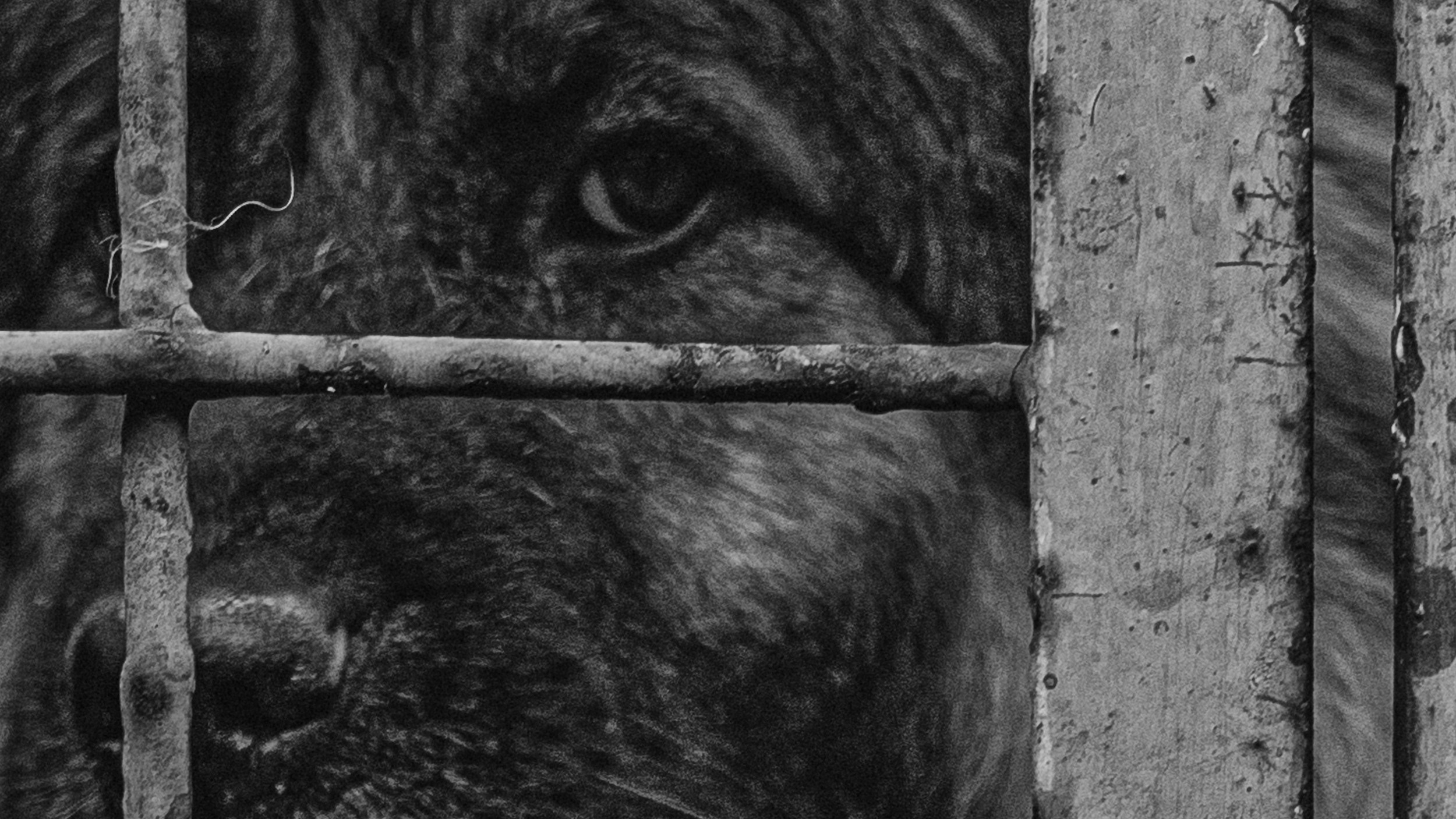 Собаки. Wordlessly