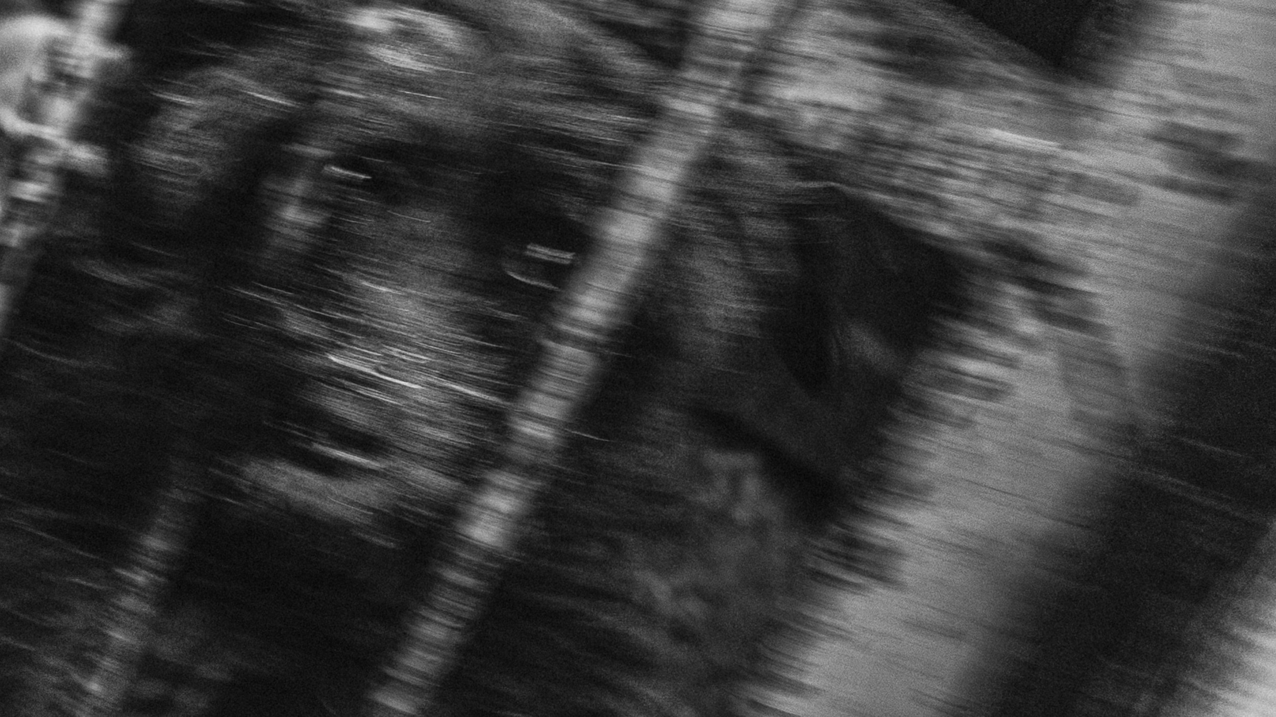 Собаки. Wordlessly