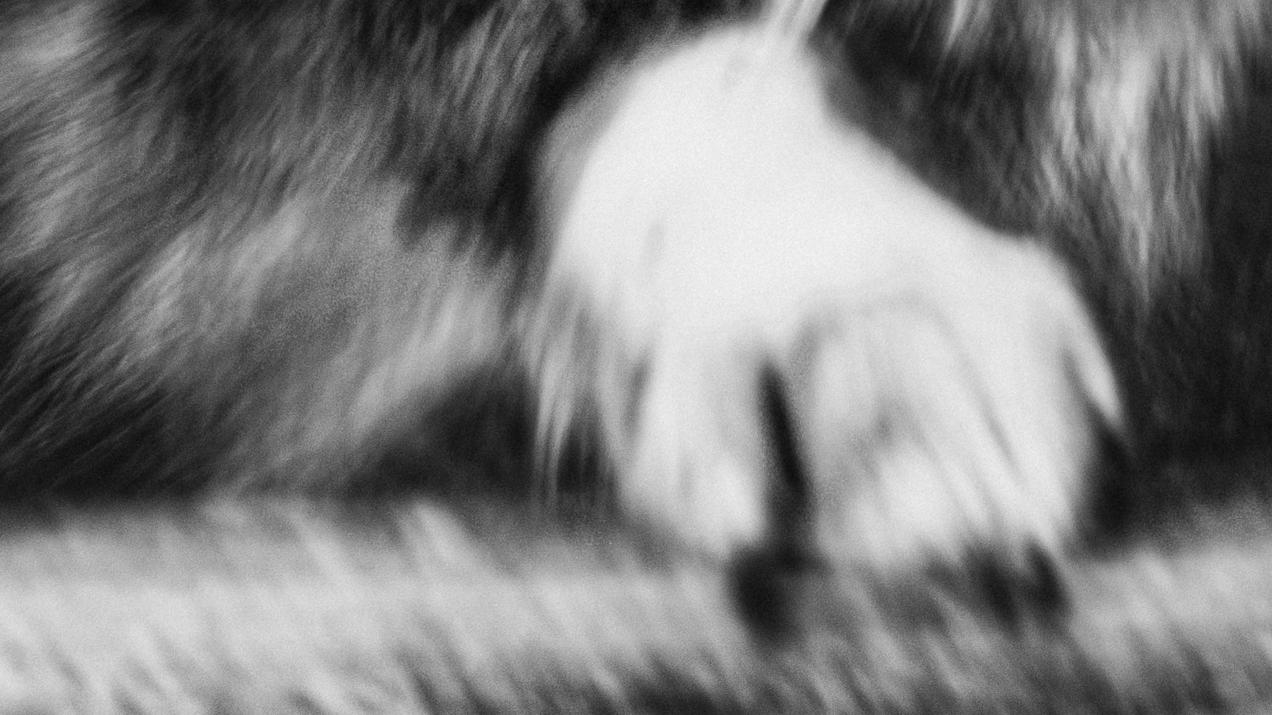 Собаки. Wordlessly