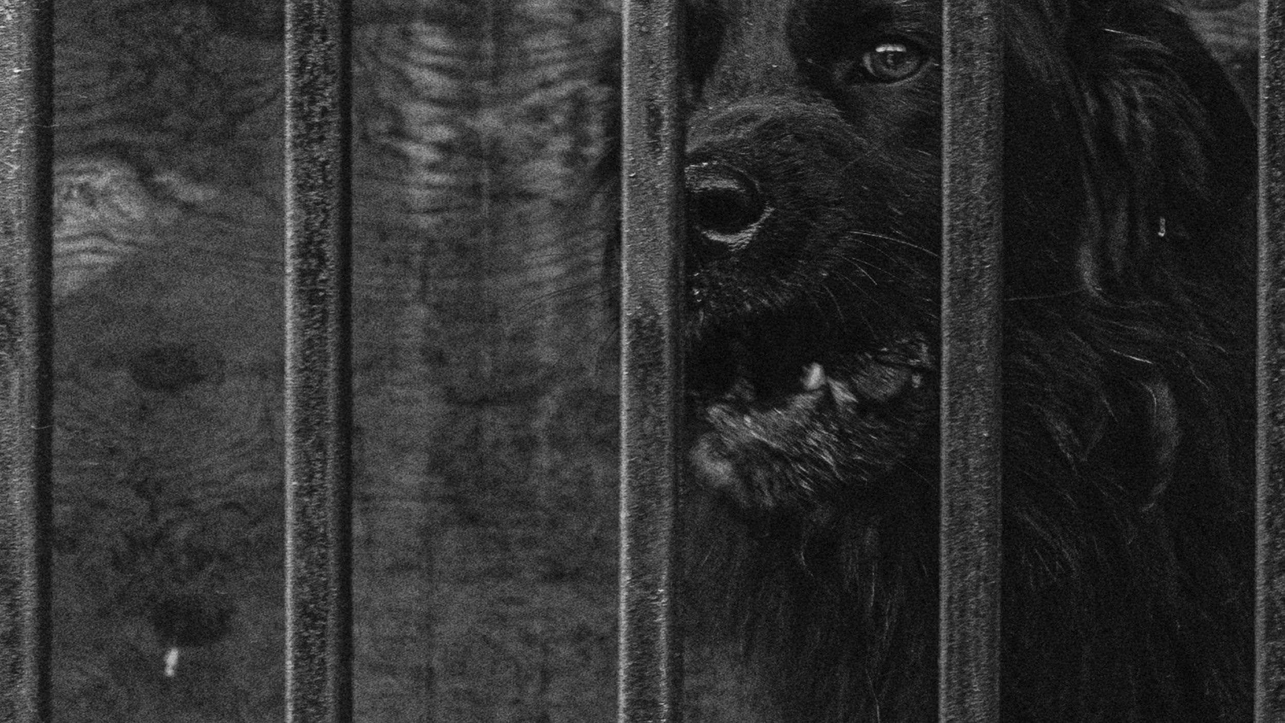 Собаки. Wordlessly