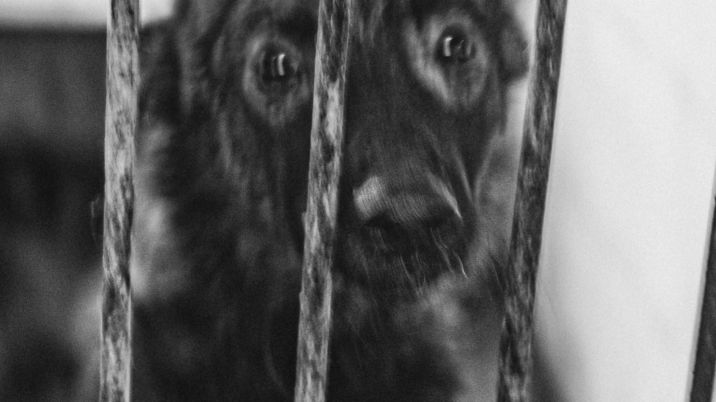 Собаки. Wordlessly