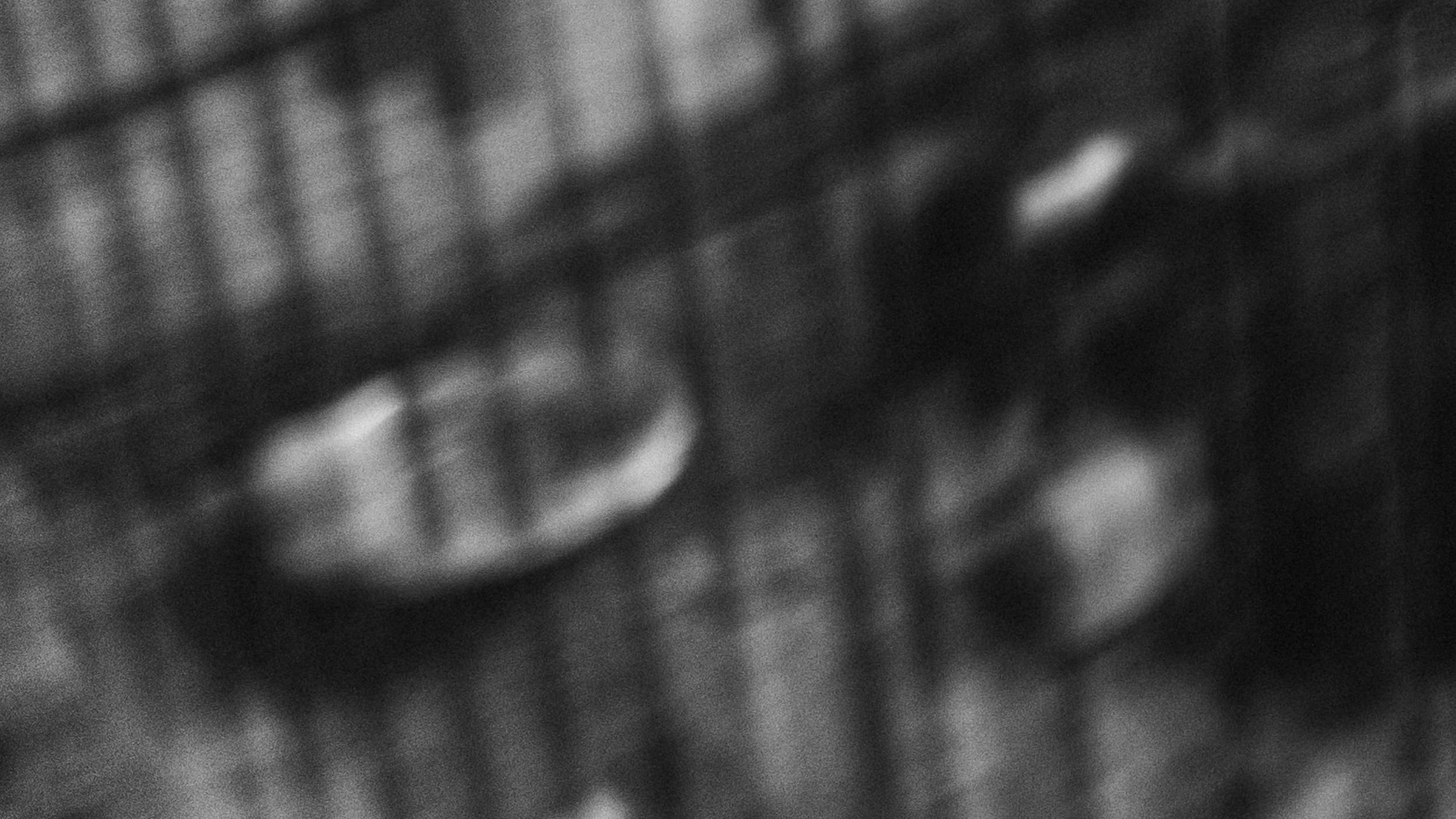 Собаки. Wordlessly