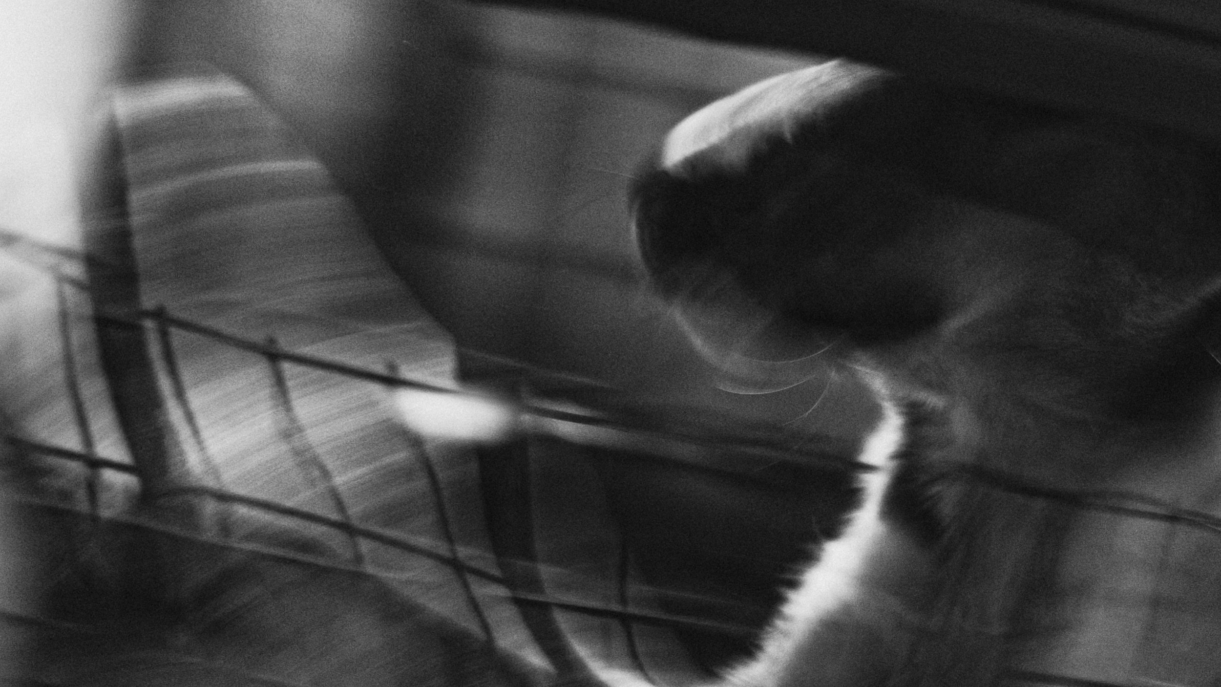 Собаки. Wordlessly