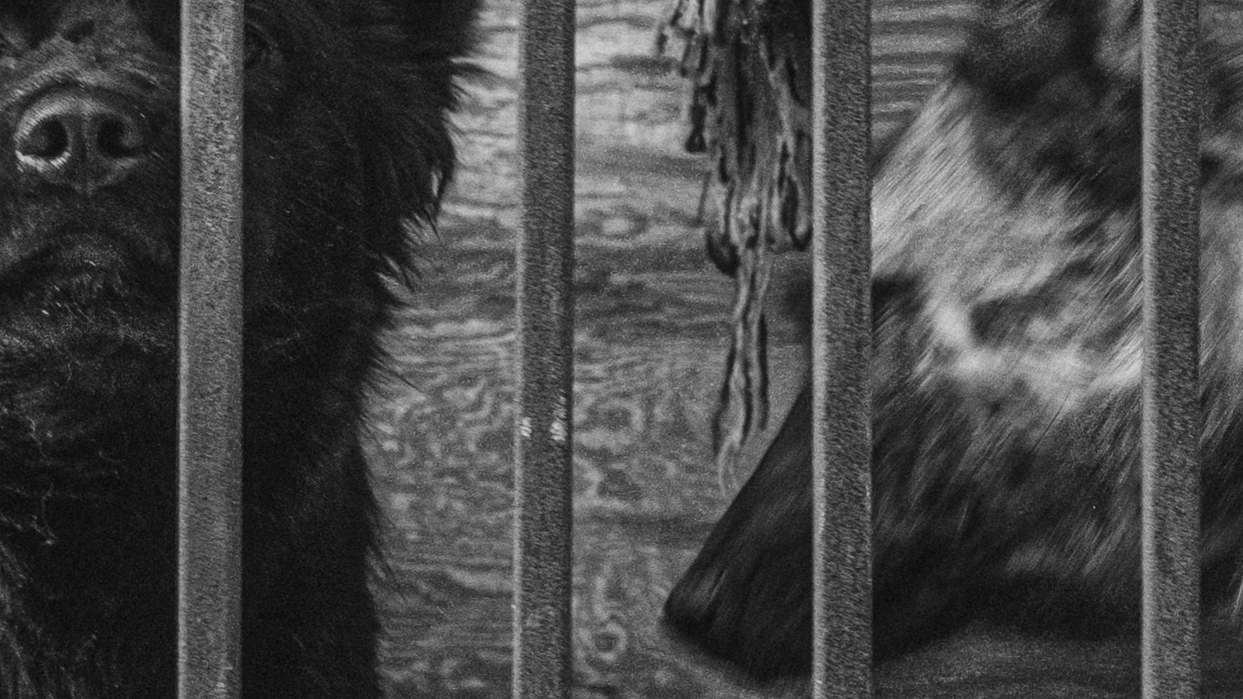 Собаки. Wordlessly