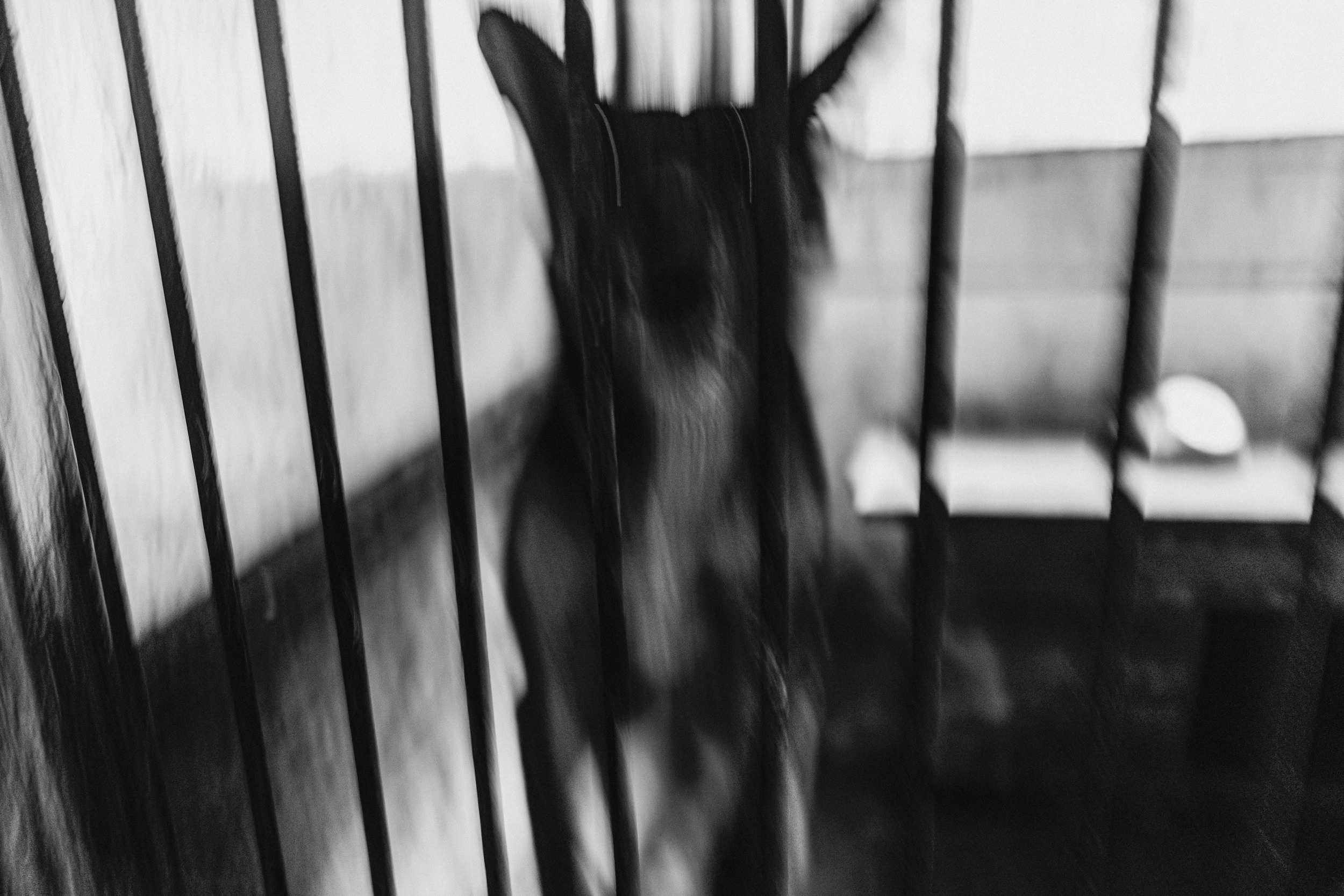 Собаки. Wordlessly