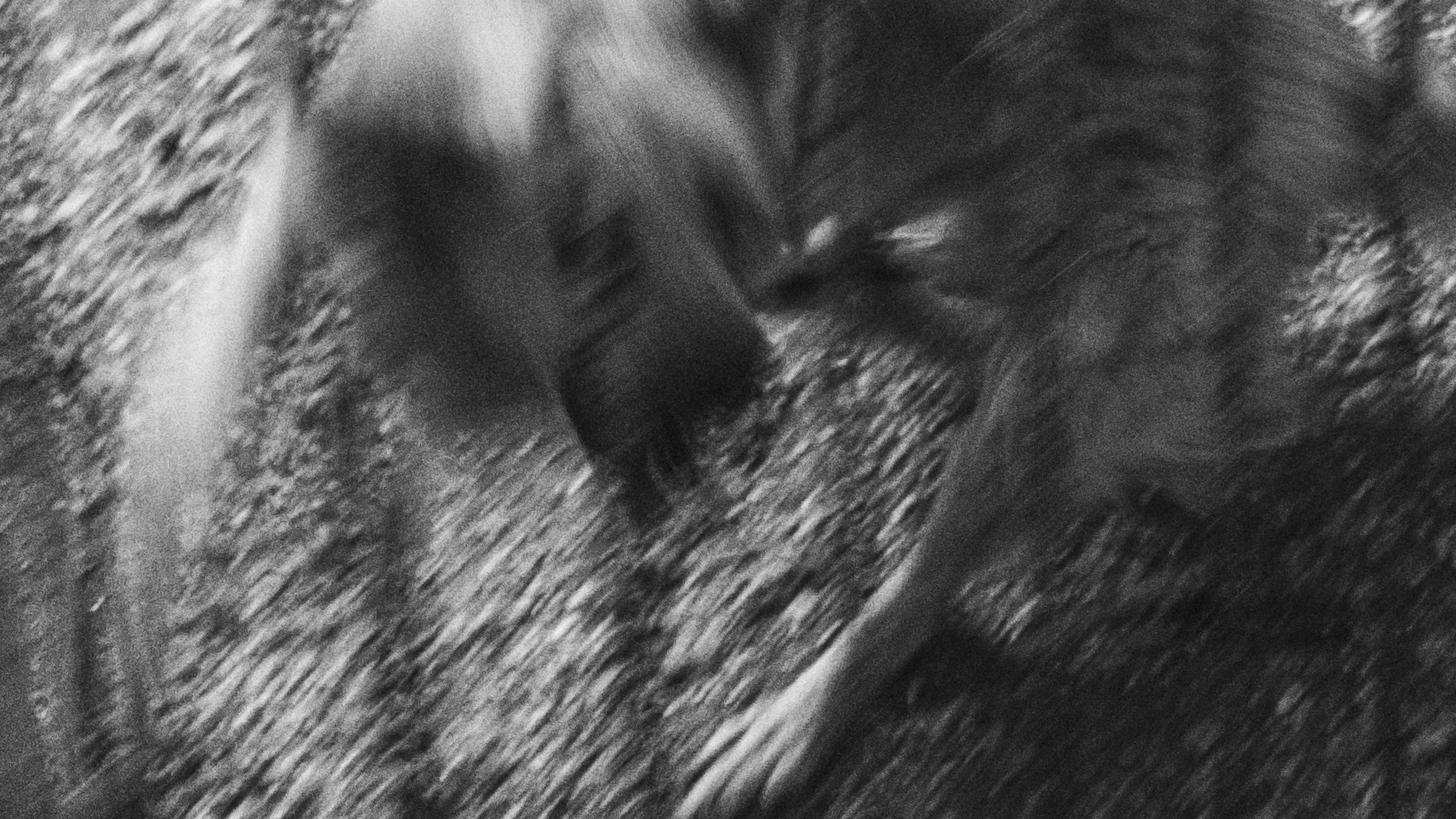 Собаки. Wordlessly
