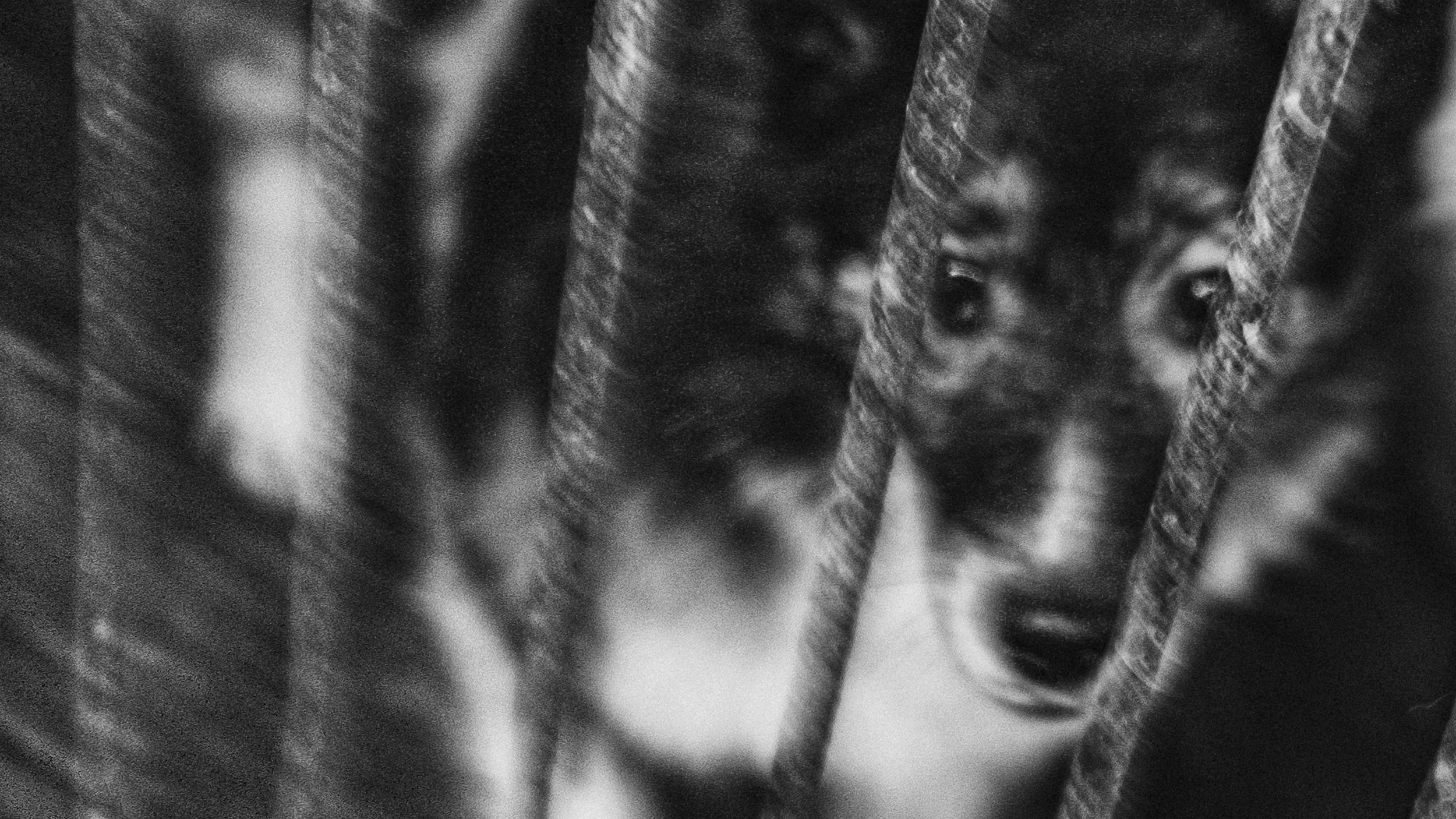 Собаки. Wordlessly