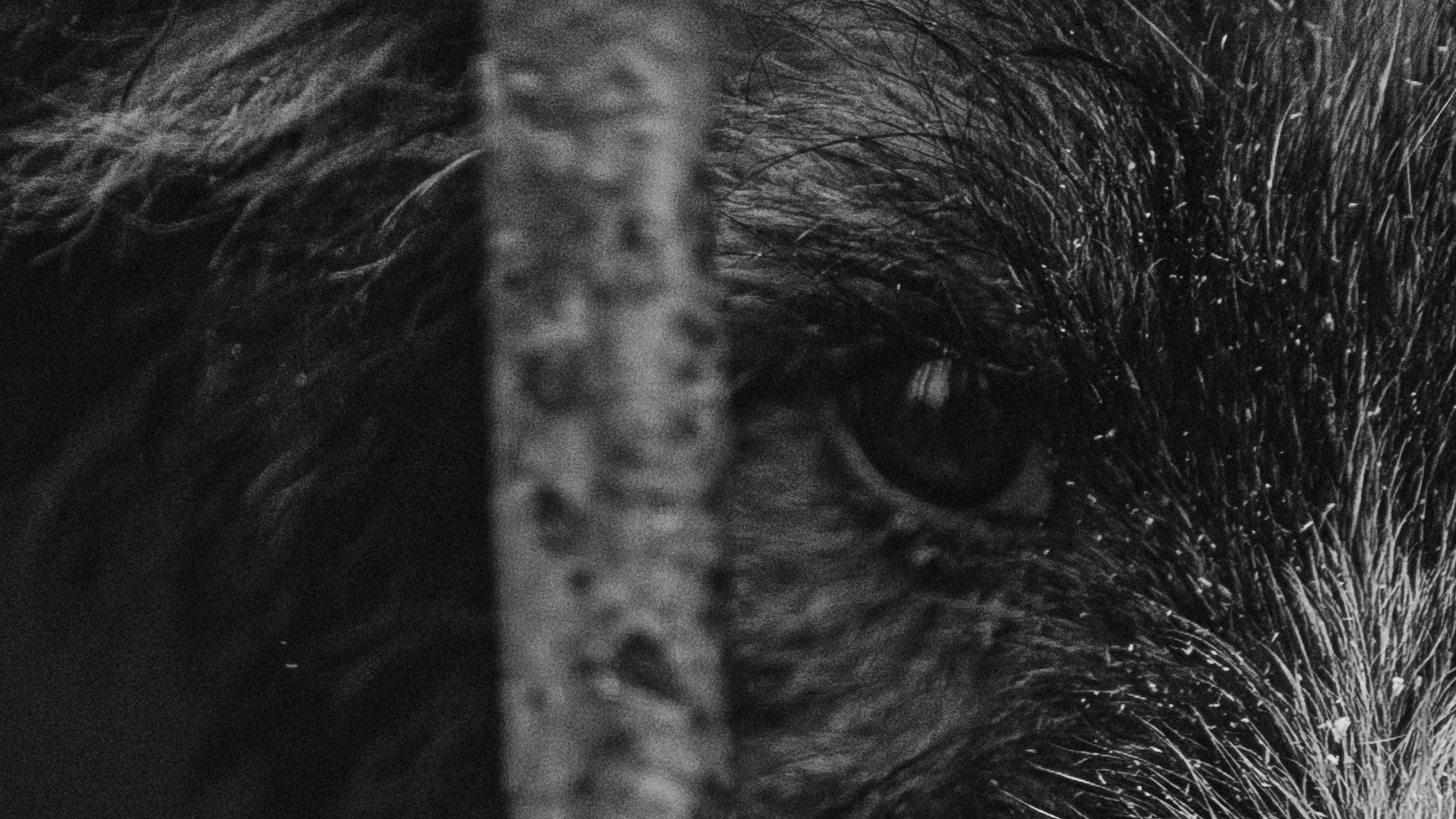 Собаки. Wordlessly