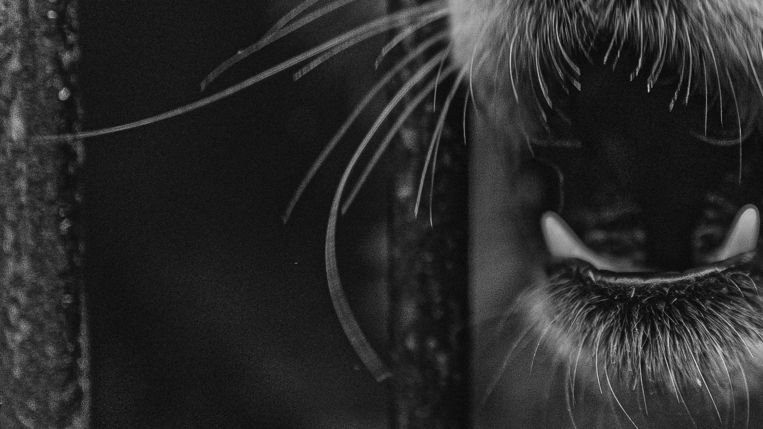 Собаки. Wordlessly