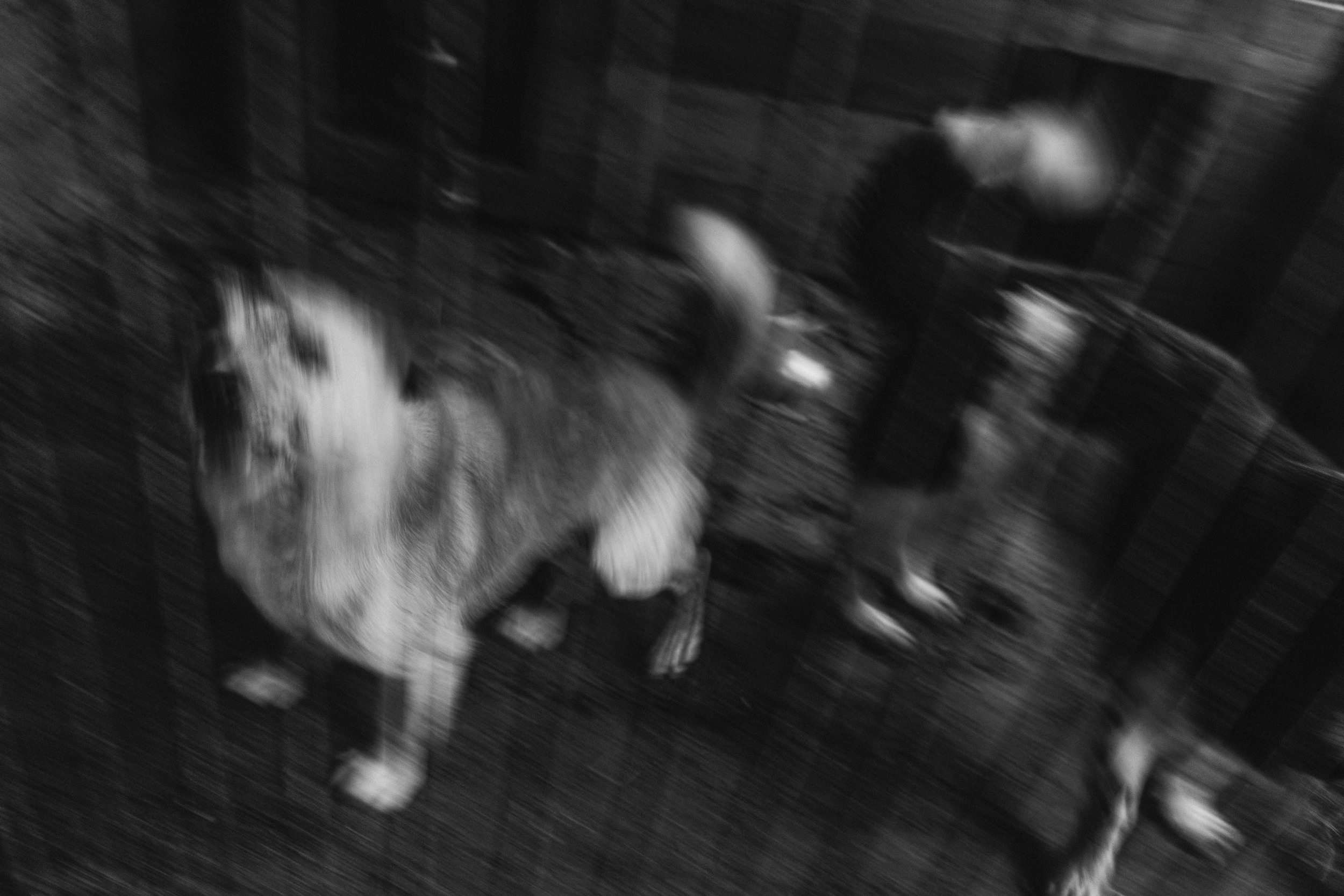 Собаки. Wordlessly